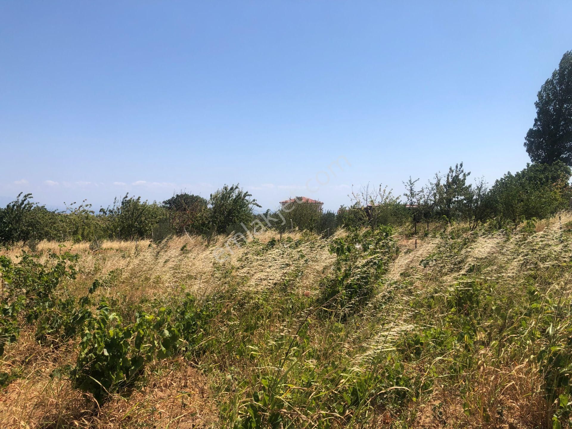 Şarköy De Işık Emlaktan Tepeköy Mah De 916 M2 0/35 İmarlı Arsalar - Görsel 2