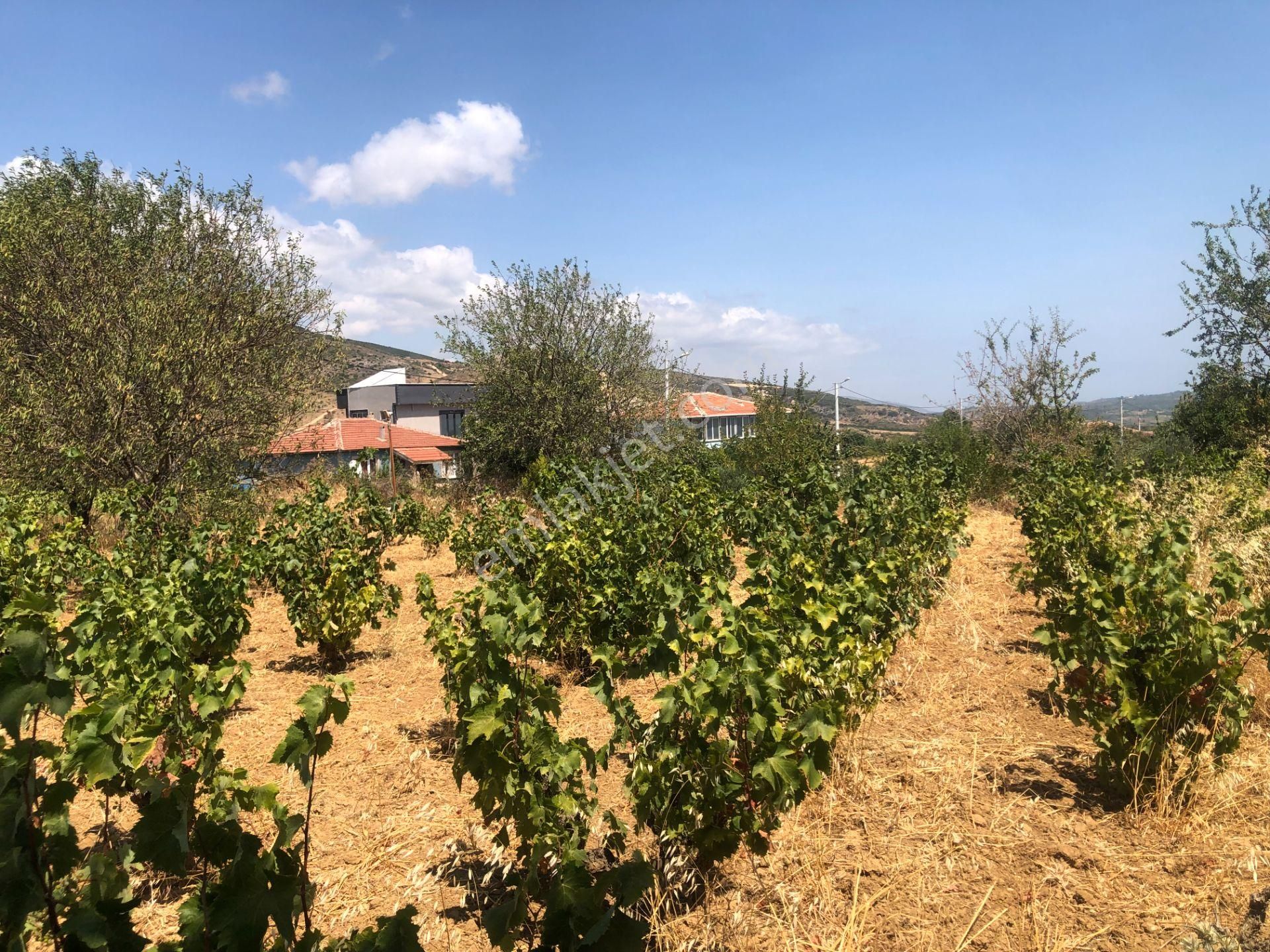 Şarköy De Işık Emlaktan Tepeköy Mah De 916 M2 0/35 İmarlı Arsalar - Görsel 6