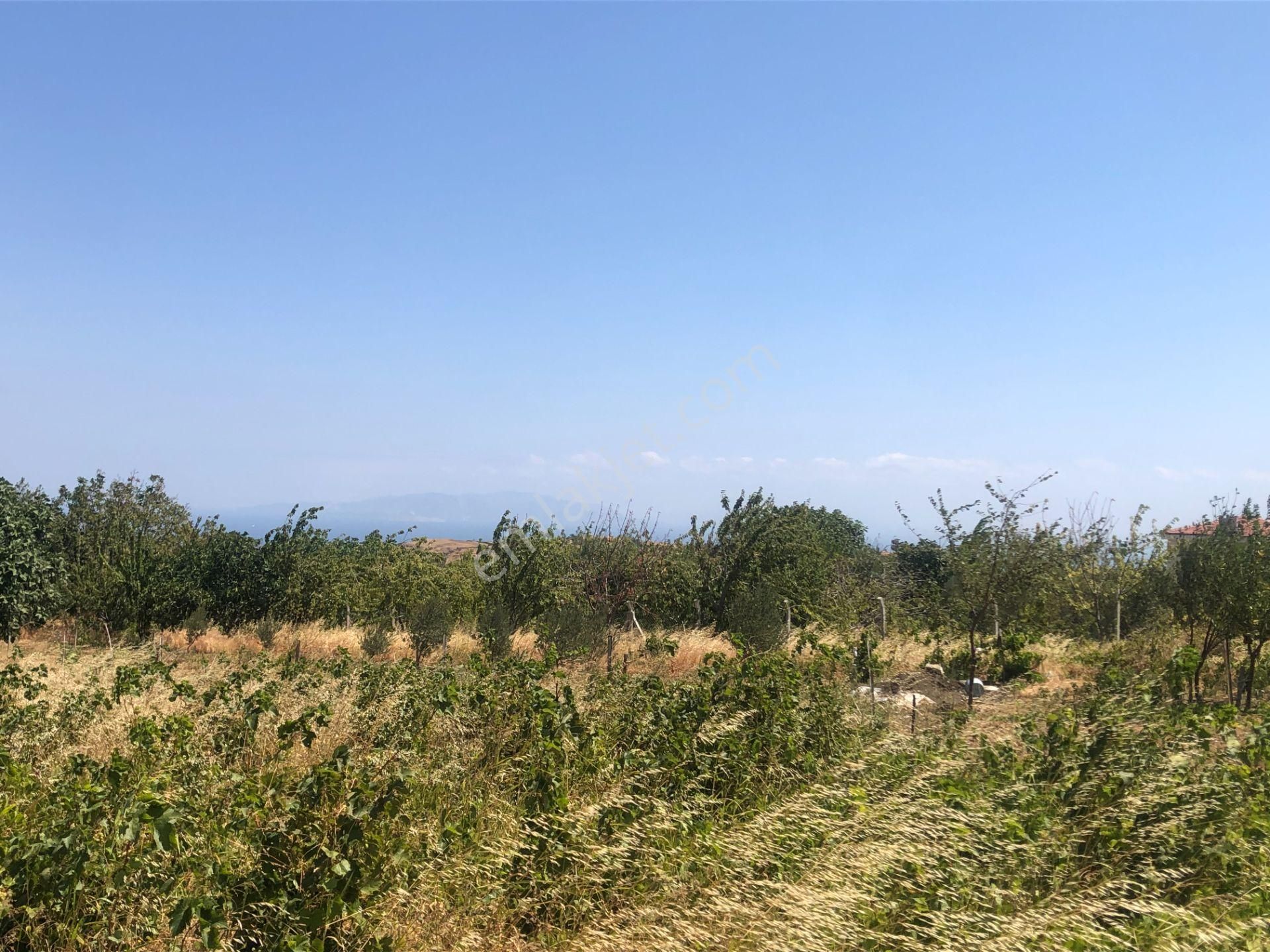 Şarköy De Işık Emlaktan Tepeköy Mah De 916 M2 0/35 İmarlı Arsalar