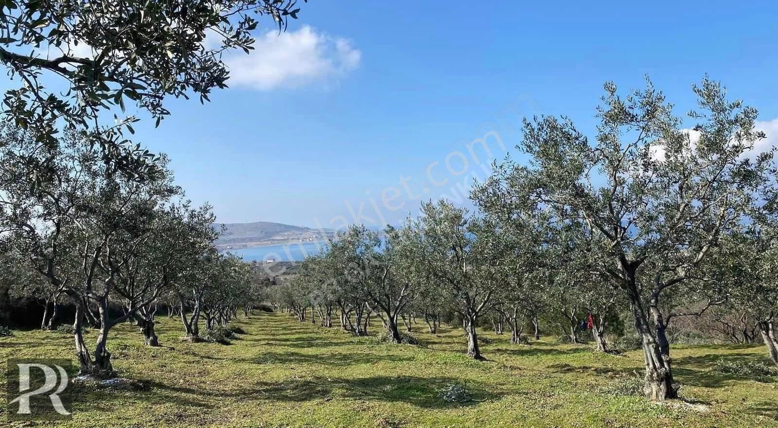 P&r Gayrimenkul'den Paşalimanı Mahallesinde Satılık Zeytinlik - Görsel 2