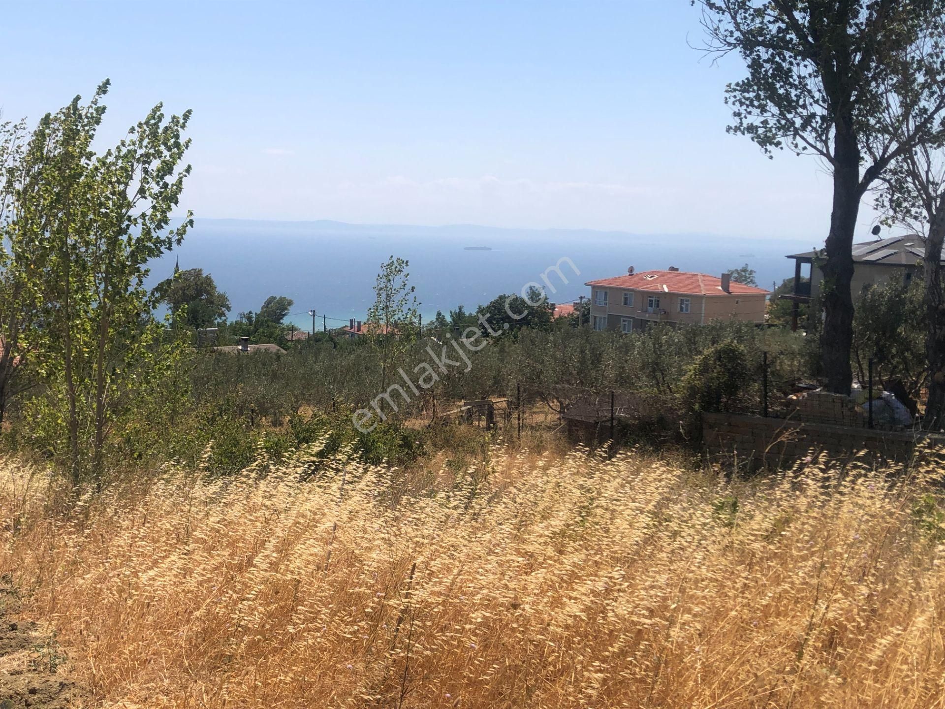 Şarköy De Işık Emlaktan Yukarıkalamış Mah De 1450 M2 0/75 İmarlı Arsa - Görsel 3