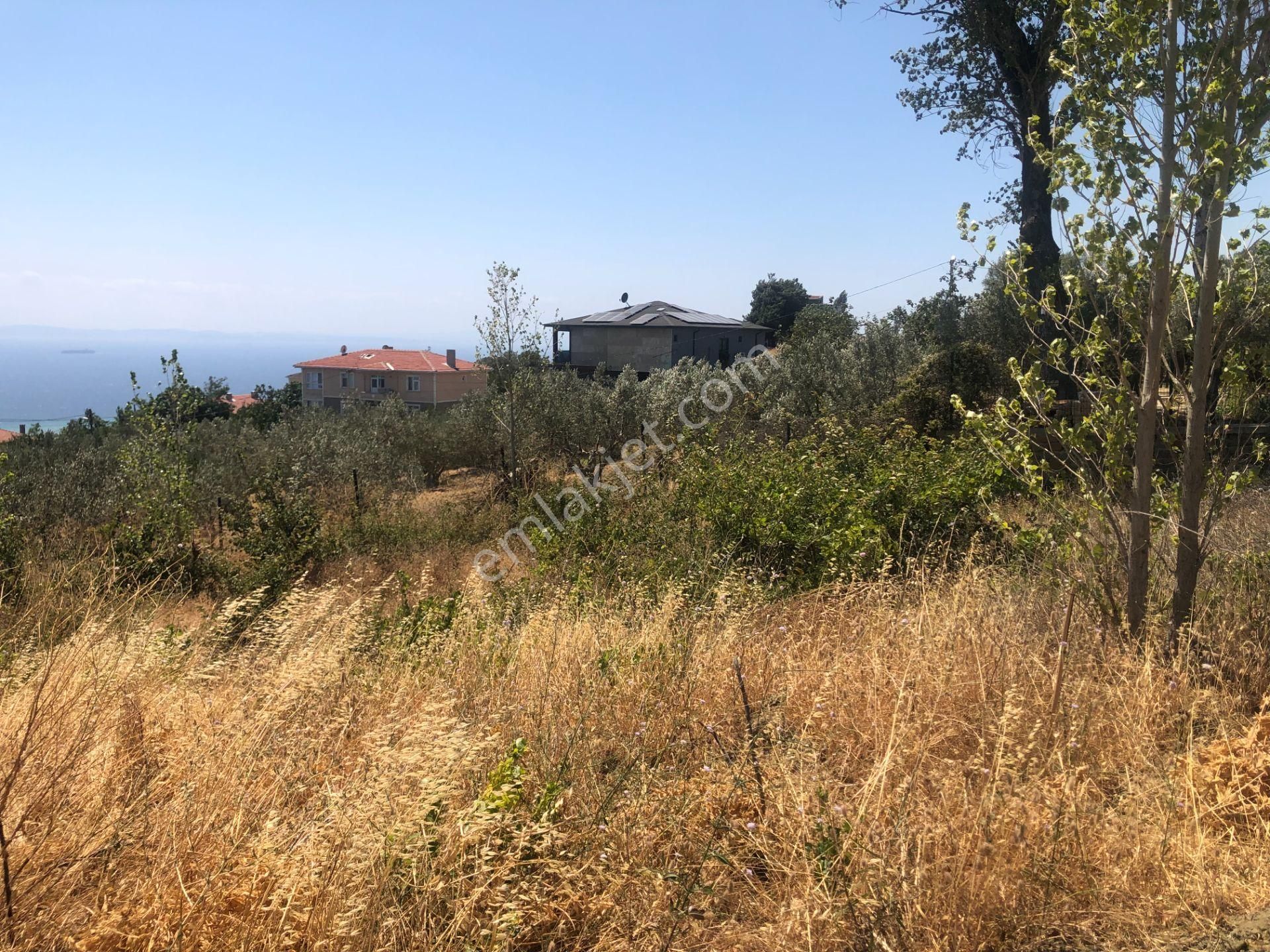 Şarköy De Işık Emlaktan Yukarıkalamış Mah De 1450 M2 0/75 İmarlı Arsa - Görsel 10