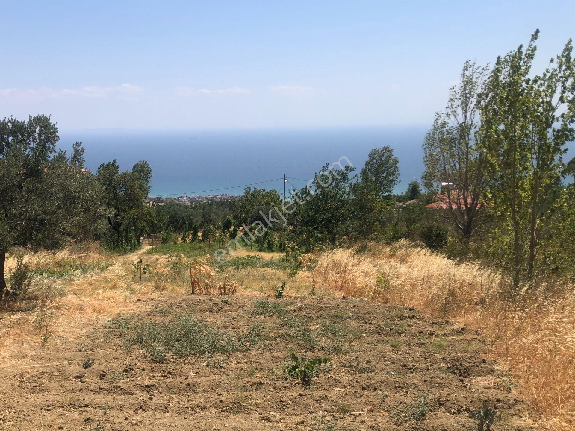 Şarköy De Işık Emlaktan Yukarıkalamış Mah De 1450 M2 0/75 İmarlı Arsa