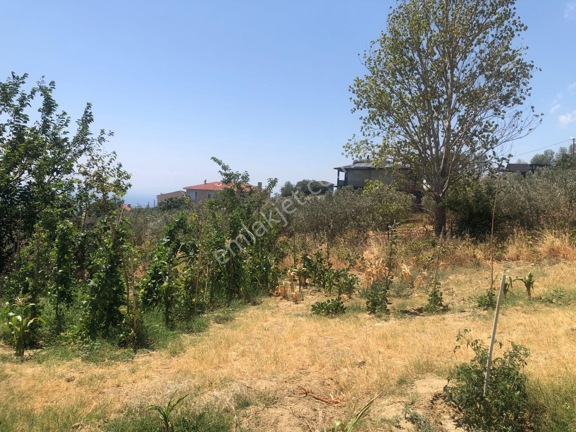 Şarköy De Işık Emlaktan Yukarıkalamış Mah De 1450 M2 0/75 İmarlı Arsa - Görsel 13