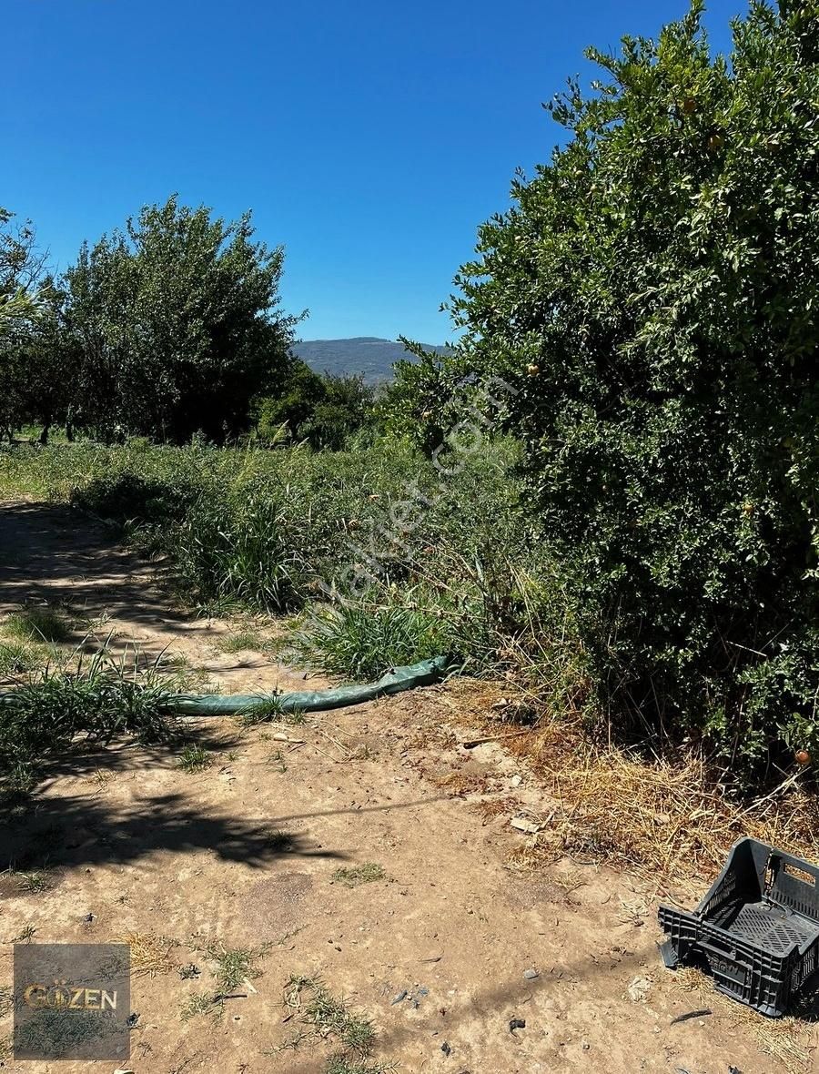 Aydın Köşk Serdaroğlu Mahallesinde Satılık 4600m2 Tek Tapu Arsa - Görsel 6
