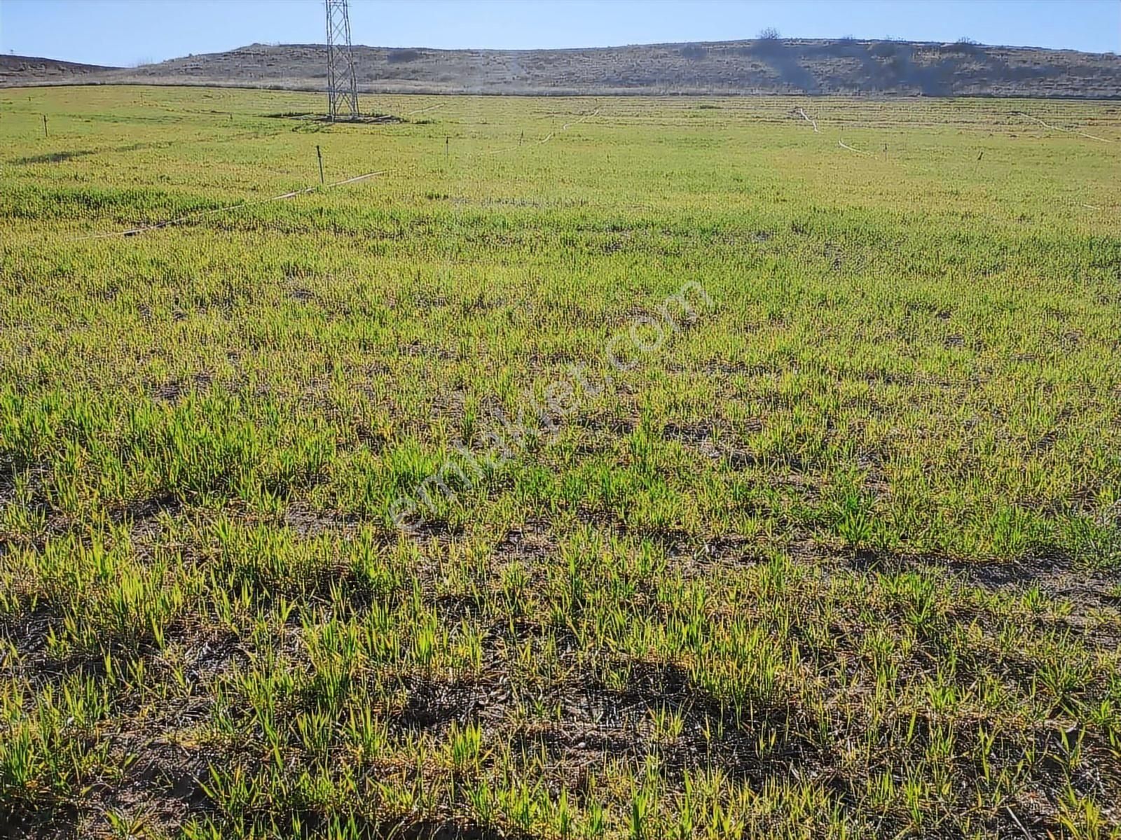 Nevşehir Sulusaray 16912m2 Sulaması Olan Tarla