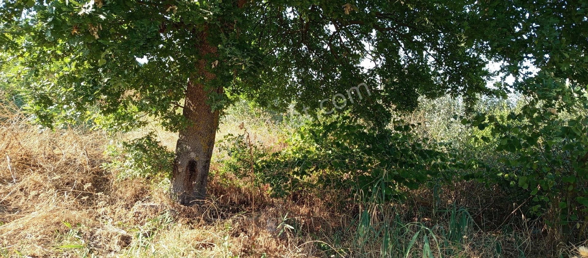 Bursa Nilüfer Çaylı Mahallesi Satılık 900 Mt2 Tarla - Görsel 14