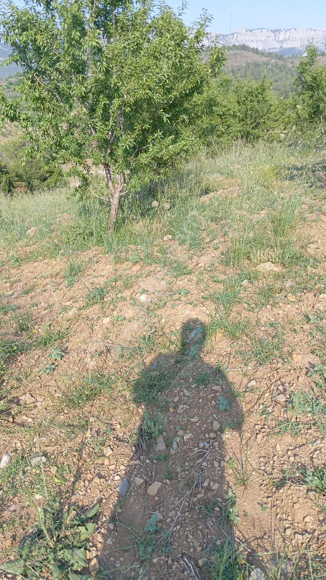 Fekentapan Bölgesi İncircide Çok Cazip Fiyata Badem Bahçesi - Görsel 4