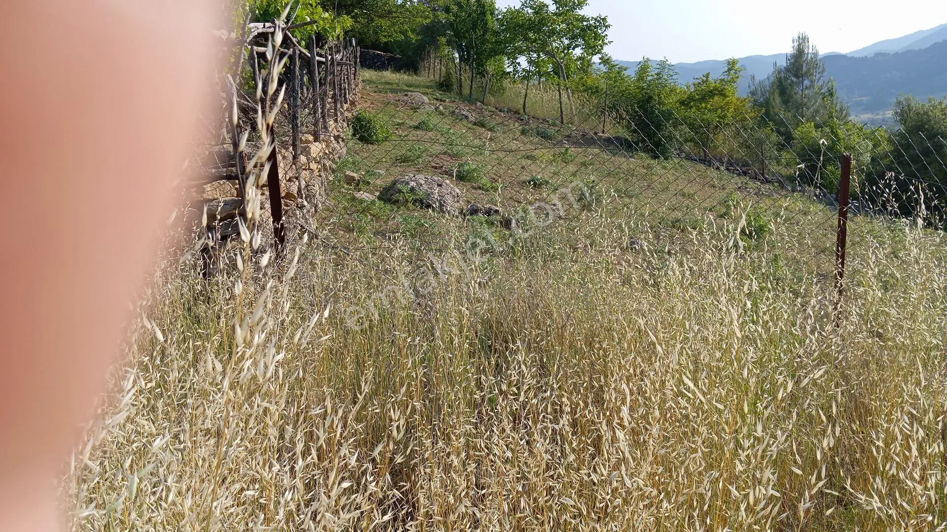 Fekentapan Bölgesi İncircide Çok Cazip Fiyata Badem Bahçesi - Görsel 3