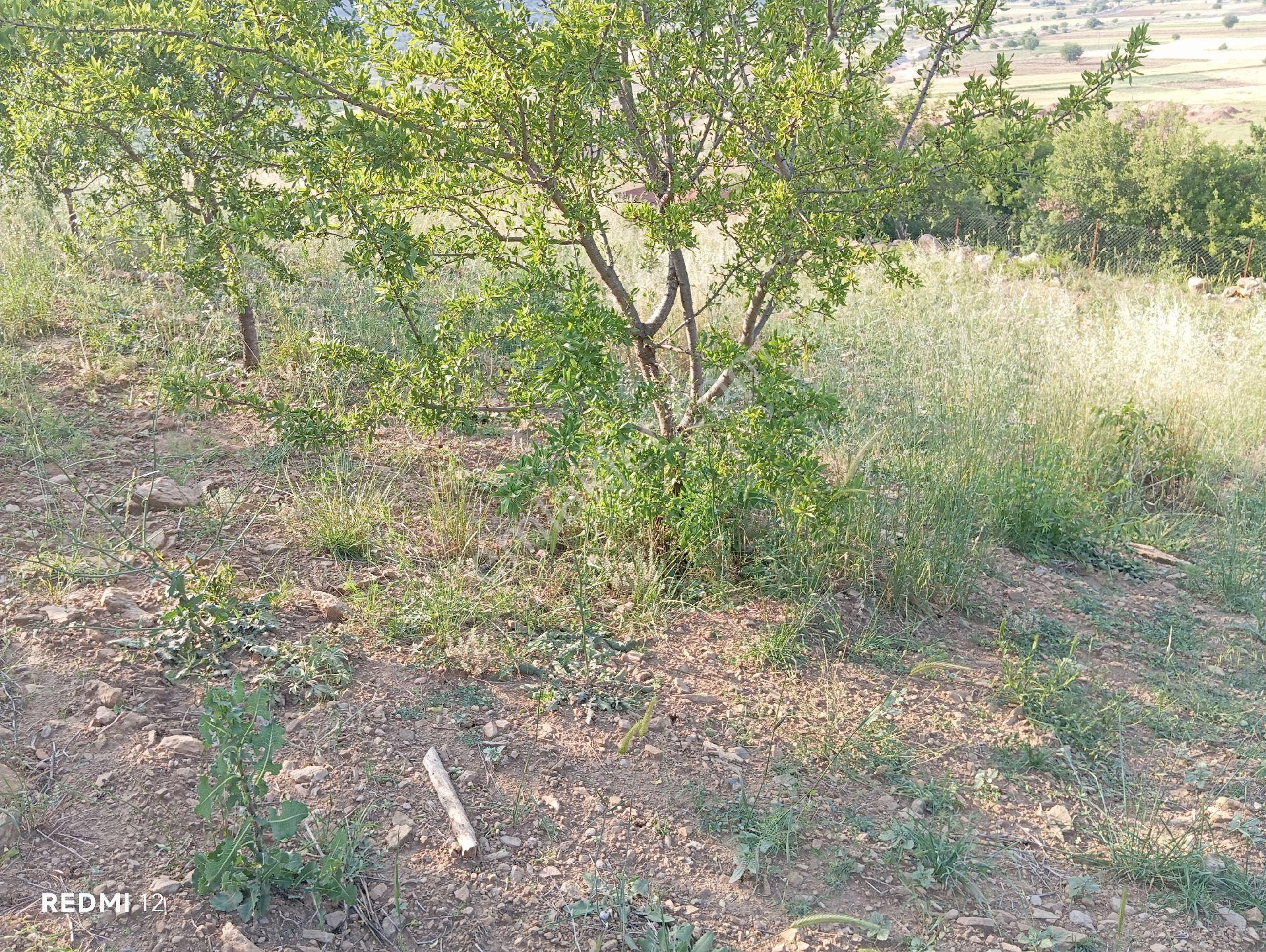 Fekentapan Bölgesi İncircide Çok Cazip Fiyata Badem Bahçesi - Görsel 11