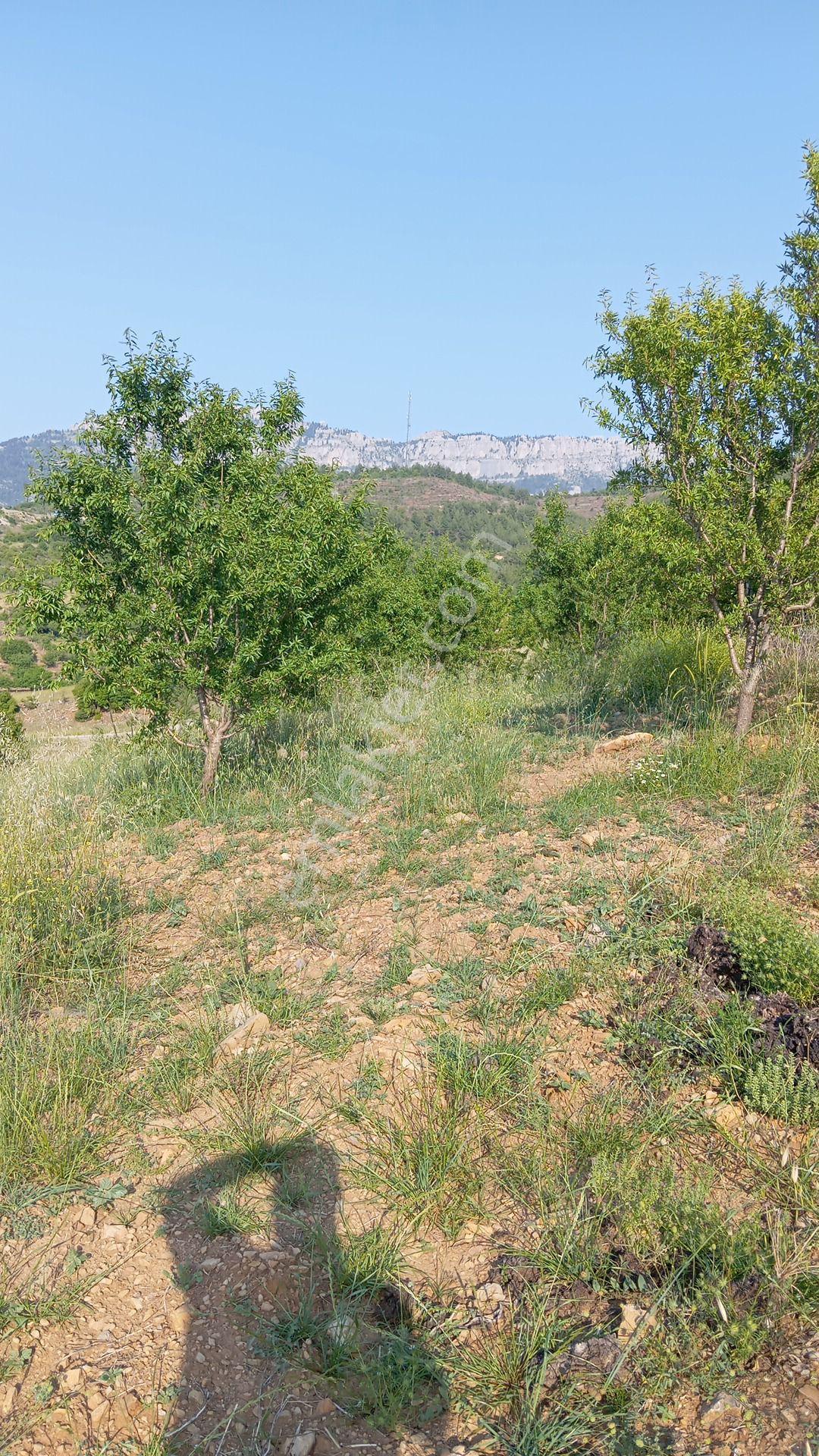 Fekentapan Bölgesi İncircide Çok Cazip Fiyata Badem Bahçesi