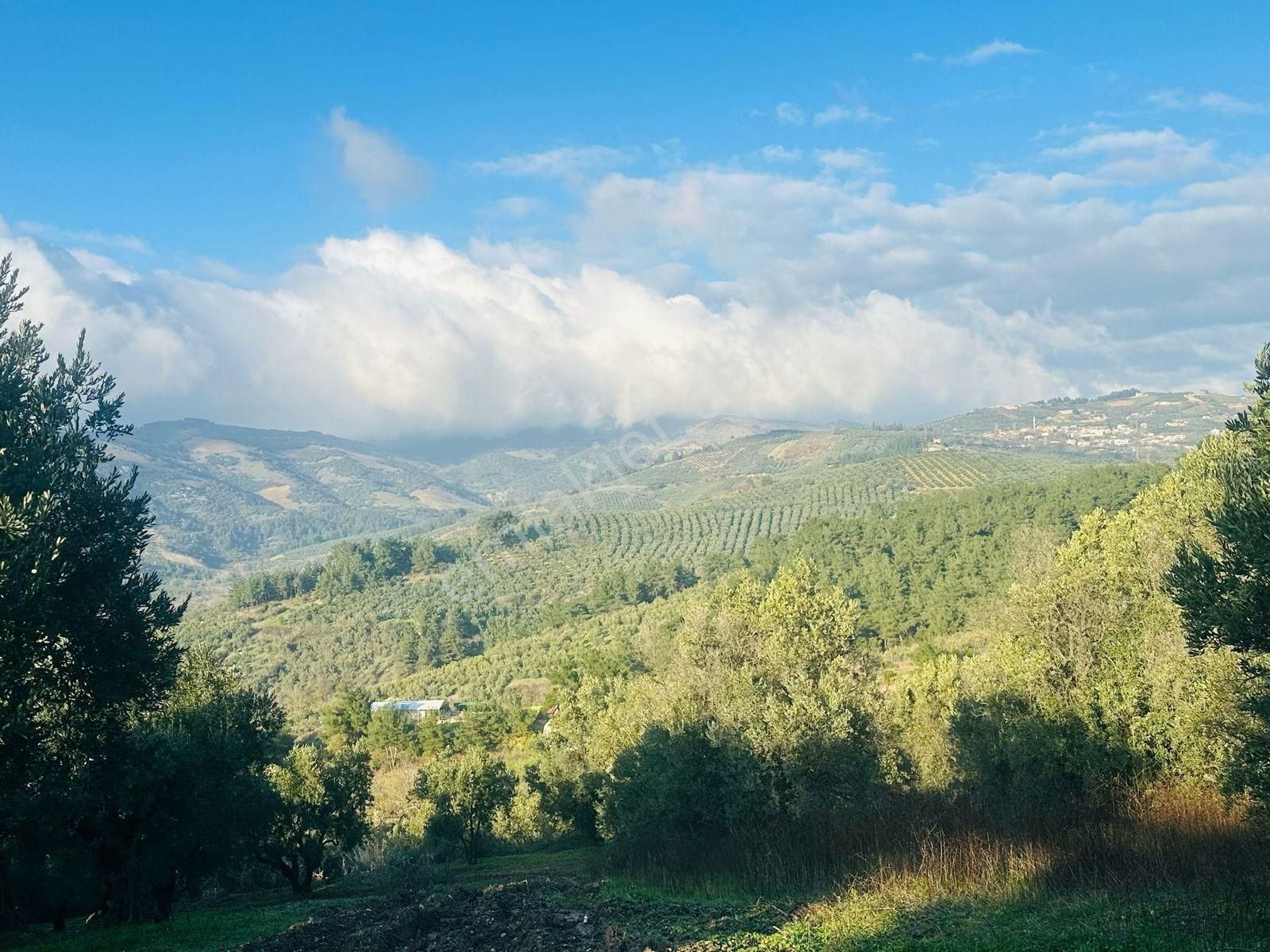 Tırpan Gayrimenkulden Dereköy De Yatırımlık Fırsat Zeytinlik!!!