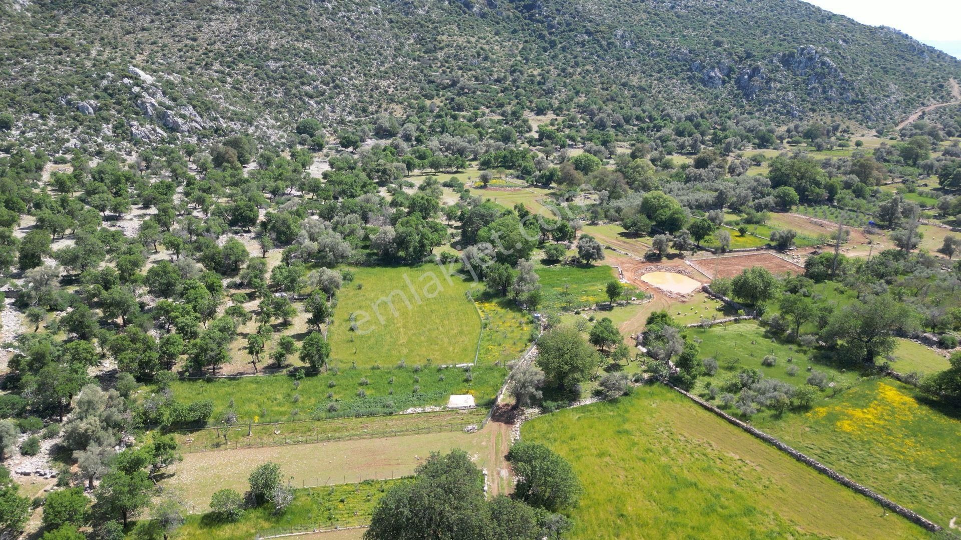 Joker: Taşlıca'nın En Düzlük Mevkisinde Yolu Açık Tiny House Uygun Tarla