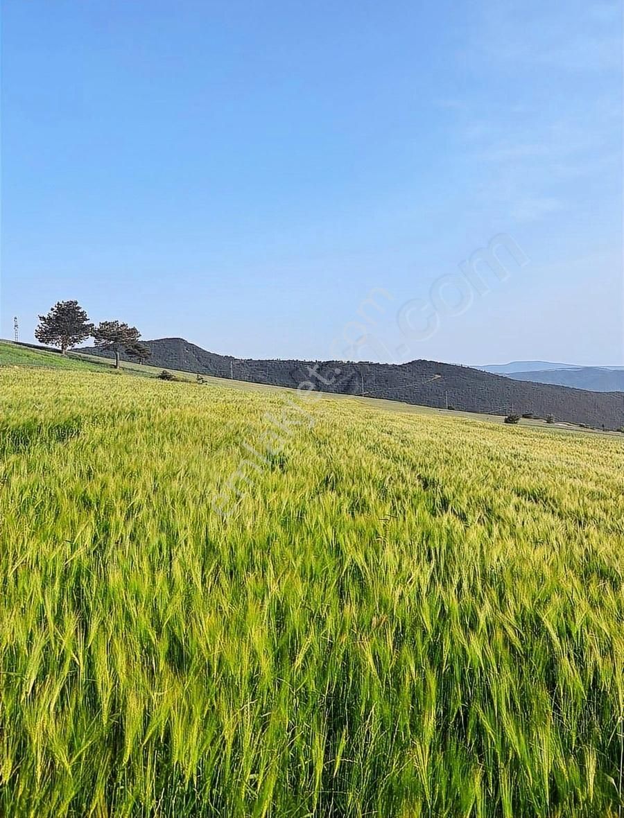 Sakarya Geyve De Asfaltyola Yakın Doğa Harikası Arazi - Görsel 12