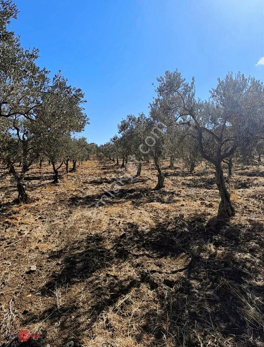 Çandarlı Limanına Yakın Satılık Yatırımlık Zeytinlik!