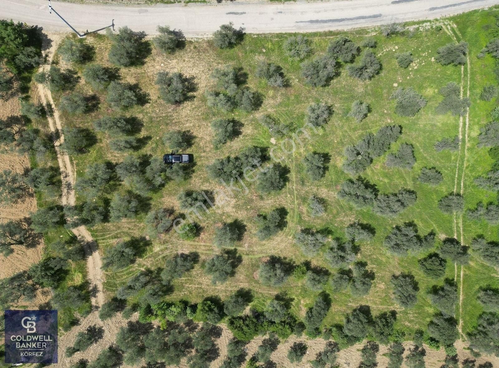 Burhaniye Ağacık'ta Asfalt Yola Cephe 6.300 M2 Zeytinlik - Görsel 7