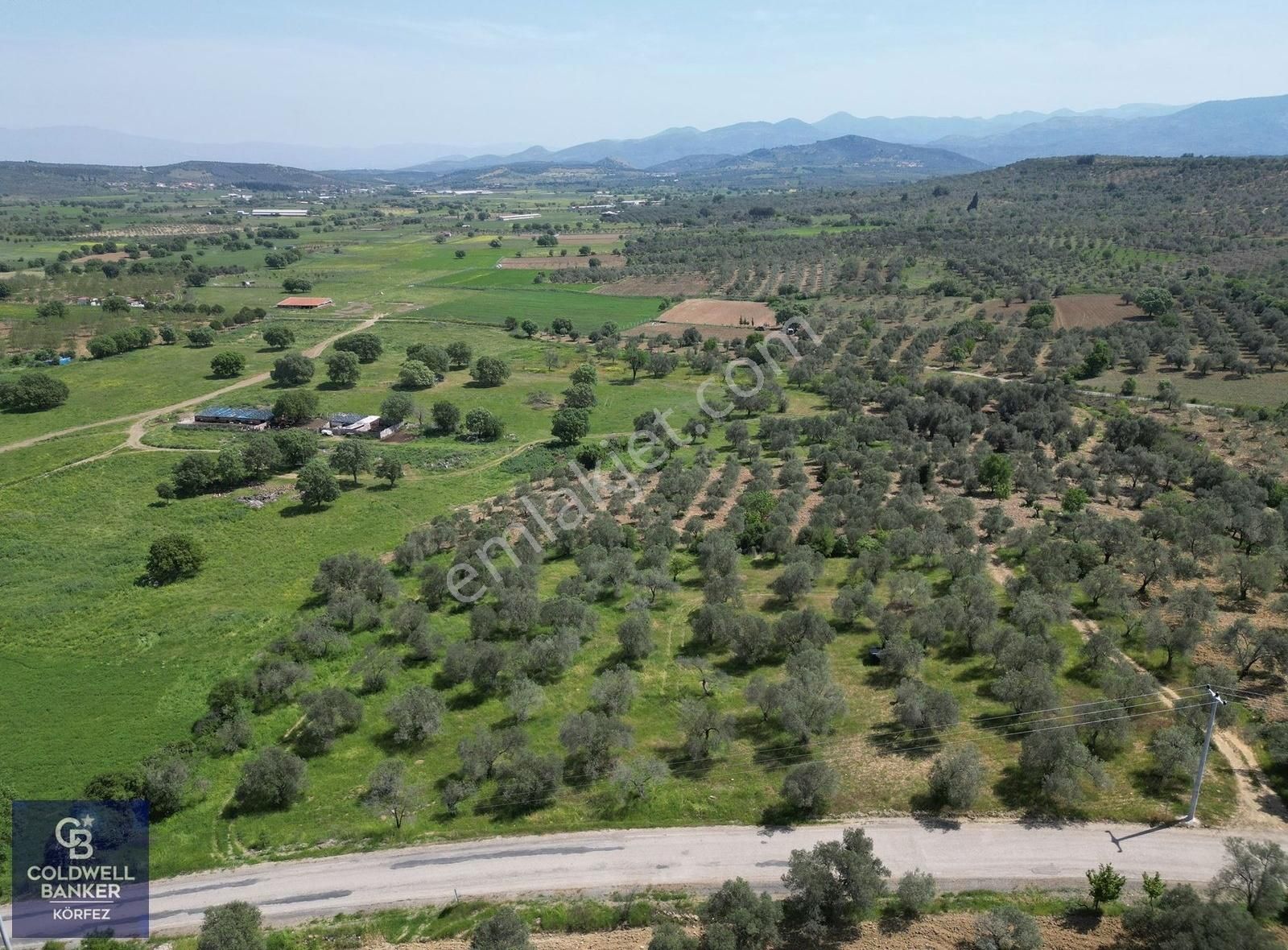Burhaniye Ağacık'ta Asfalt Yola Cephe 6.300 M2 Zeytinlik - Görsel 2