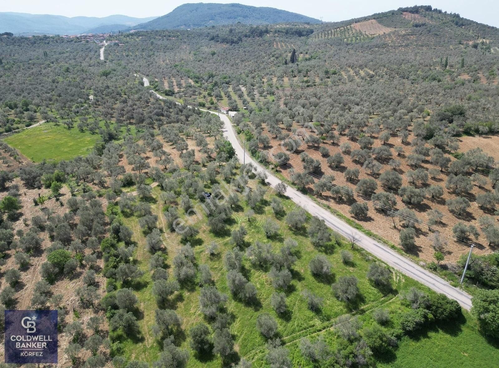 Burhaniye Ağacık'ta Asfalt Yola Cephe 6.300 M2 Zeytinlik - Görsel 3