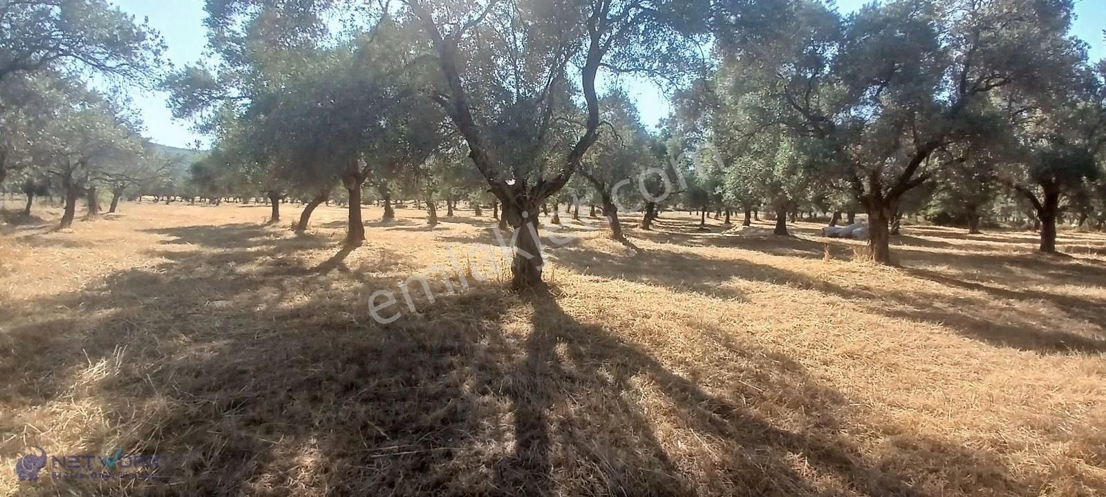 Bodrum Pınarlıbelen De Yatırım Ve Yaşam Fırsatı!