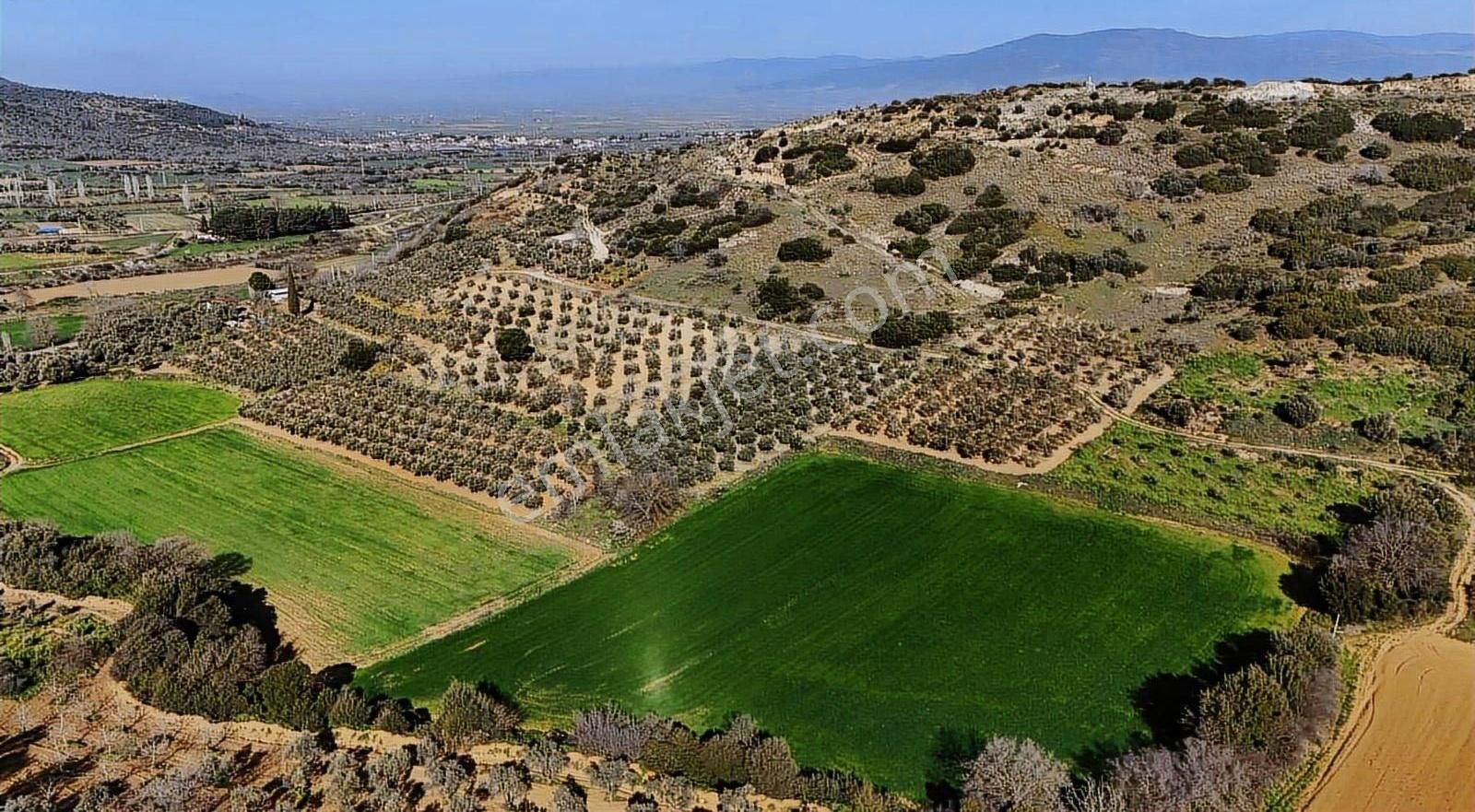 Pek Emlaktan Çok Bakımlı Düz Konunda 1750 M2 Satılık Zeytinlik - Görsel 7