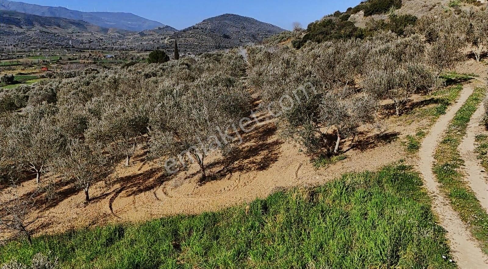 Pek Emlaktan Çok Bakımlı Düz Konunda 1750 M2 Satılık Zeytinlik - Görsel 4