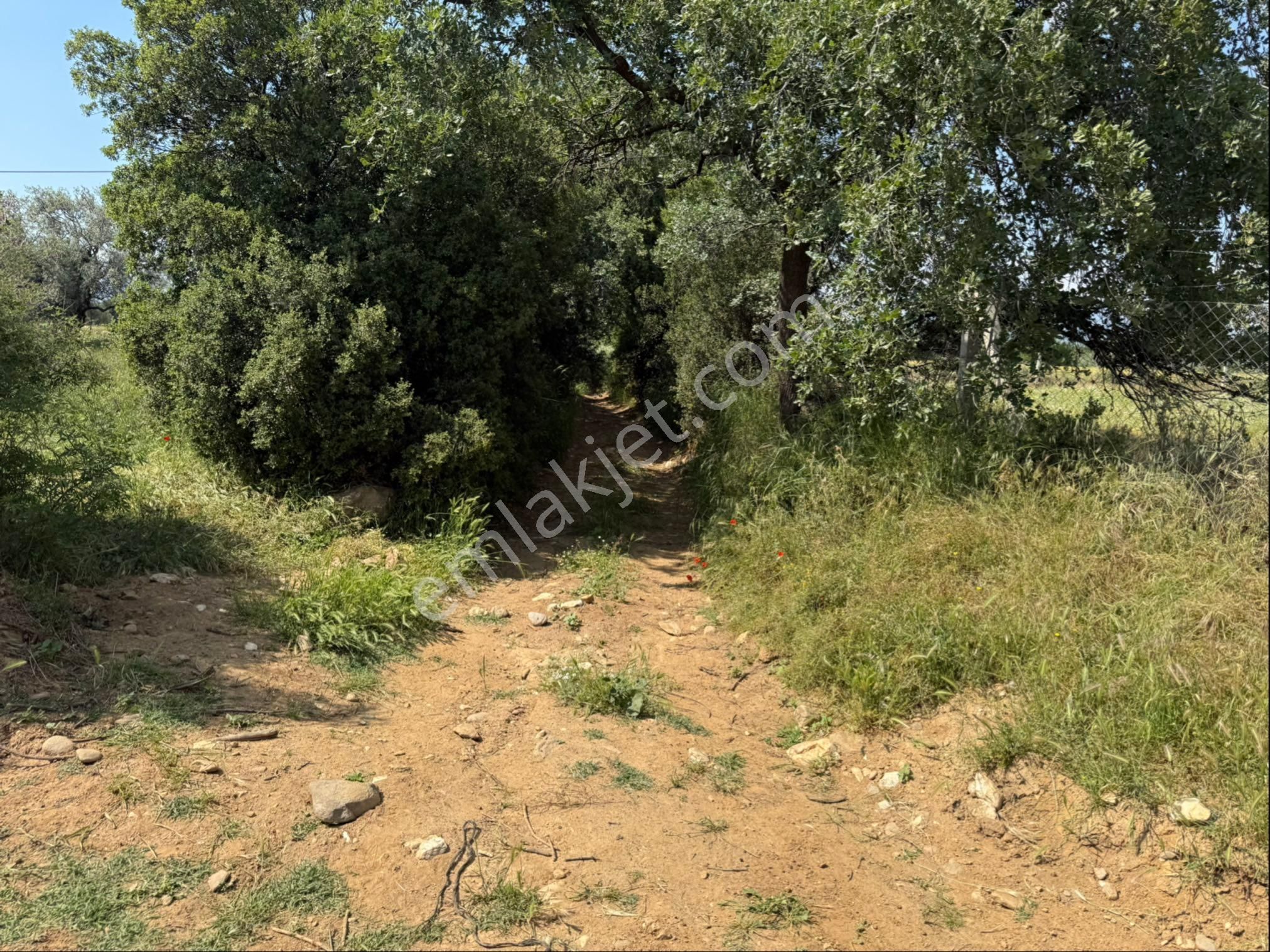 Pek Emlaktan Tire Peşrefli Asfalta 1 Parsel Tektapu 2170m2 Bahçe - Görsel 13