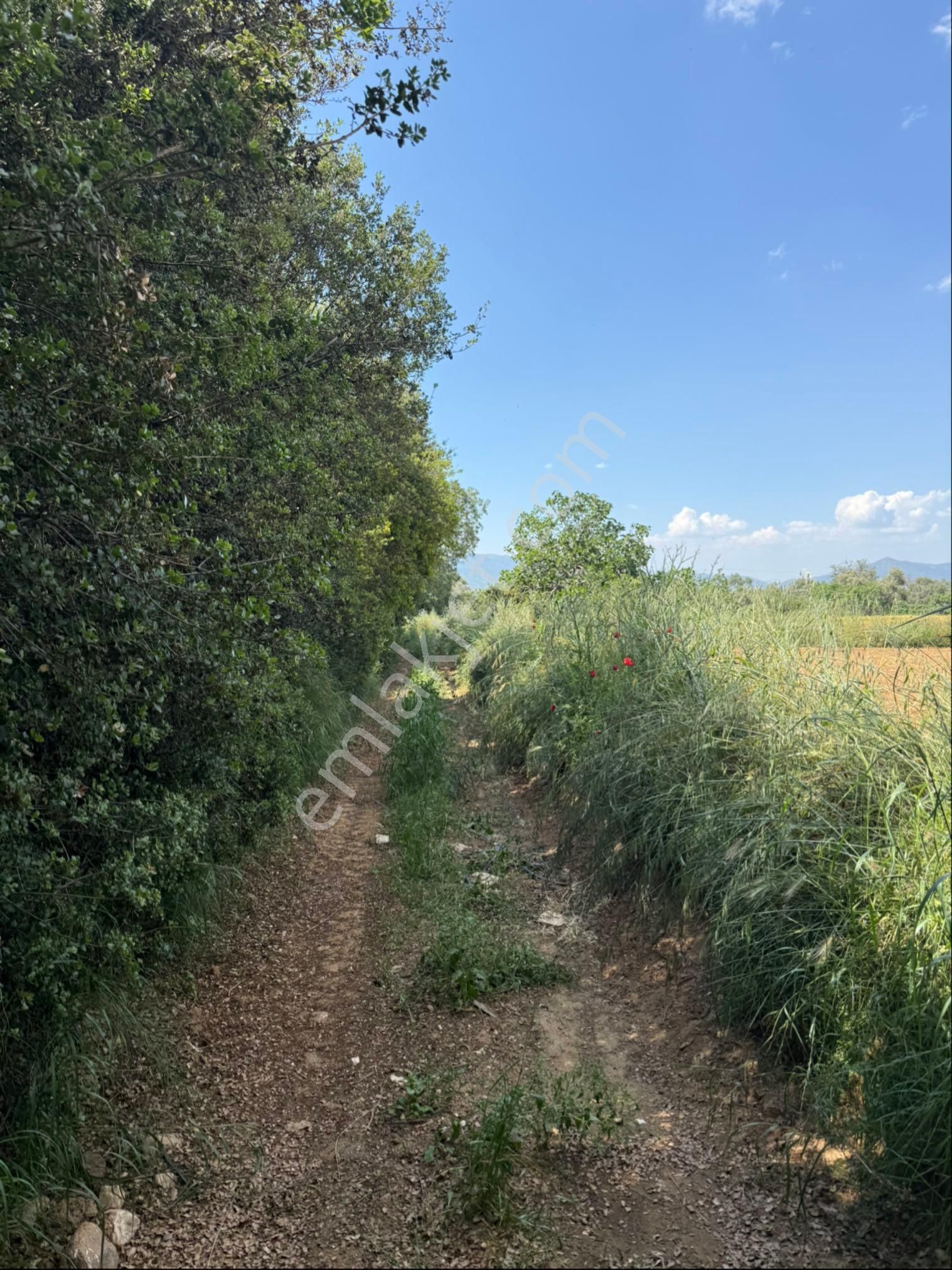 Pek Emlaktan Tire Peşrefli Asfalta 1 Parsel Tektapu 2170m2 Bahçe - Görsel 4