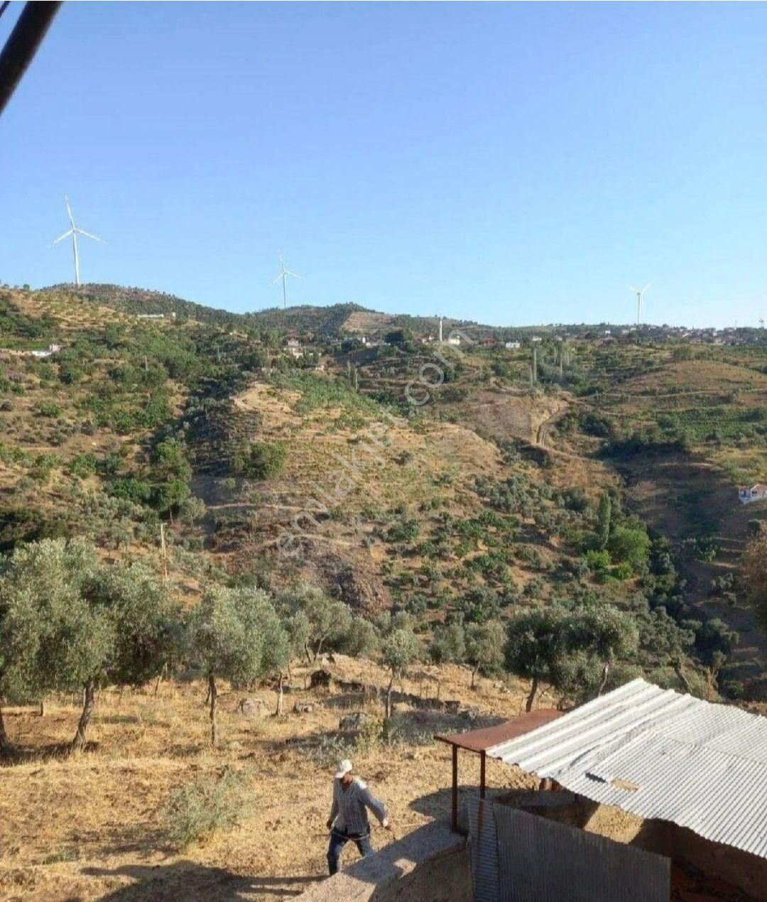 Asfalt Yola Sıfır Tarla Ve Zeytinlik - Görsel 13