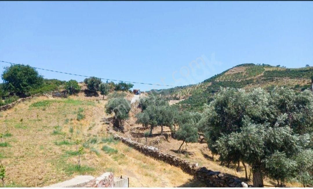Asfalt Yola Sıfır Tarla Ve Zeytinlik - Görsel 12