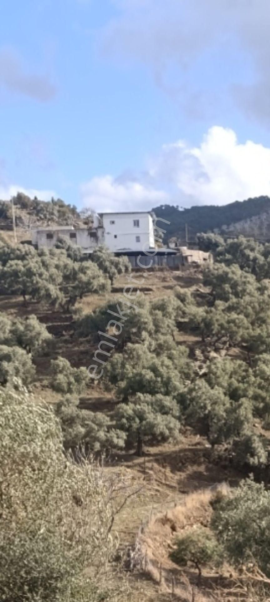 Asfalt Yola Sıfır Tarla Ve Zeytinlik - Görsel 9