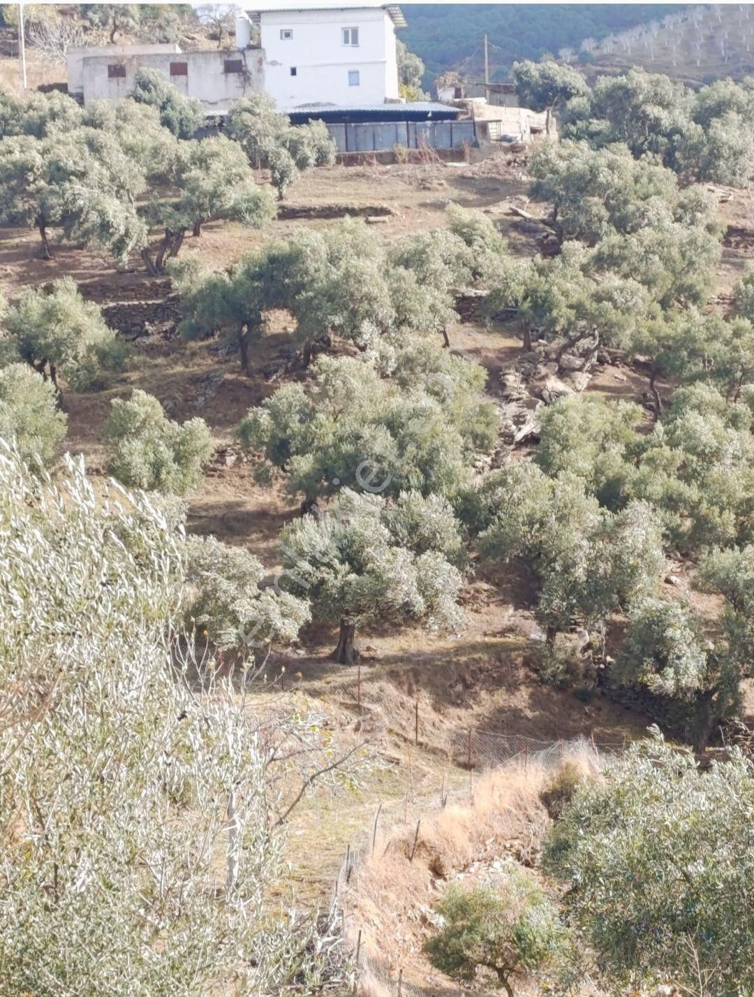 Asfalt Yola Sıfır Tarla Ve Zeytinlik - Görsel 16