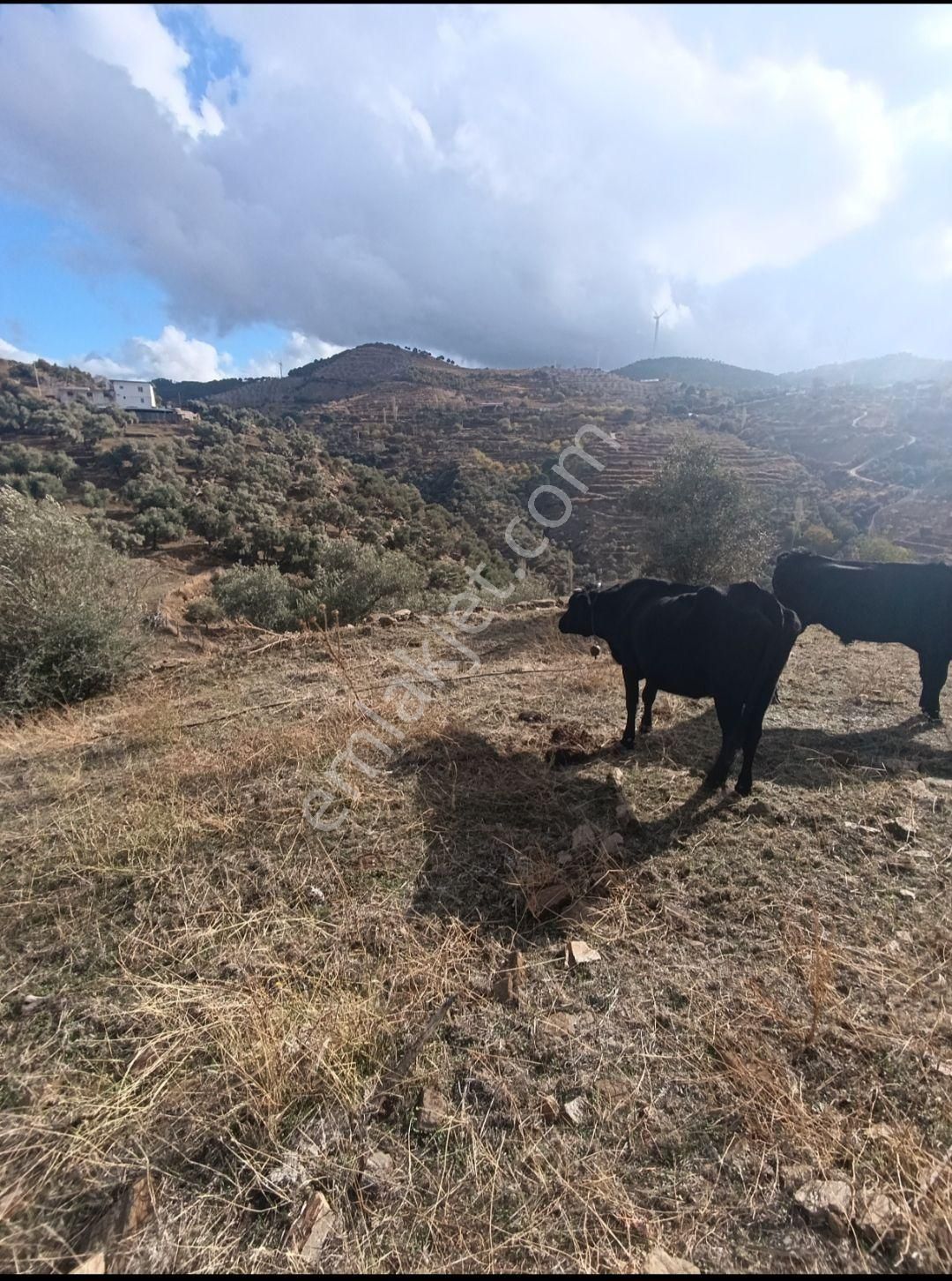 Asfalt Yola Sıfır Tarla Ve Zeytinlik - Görsel 3