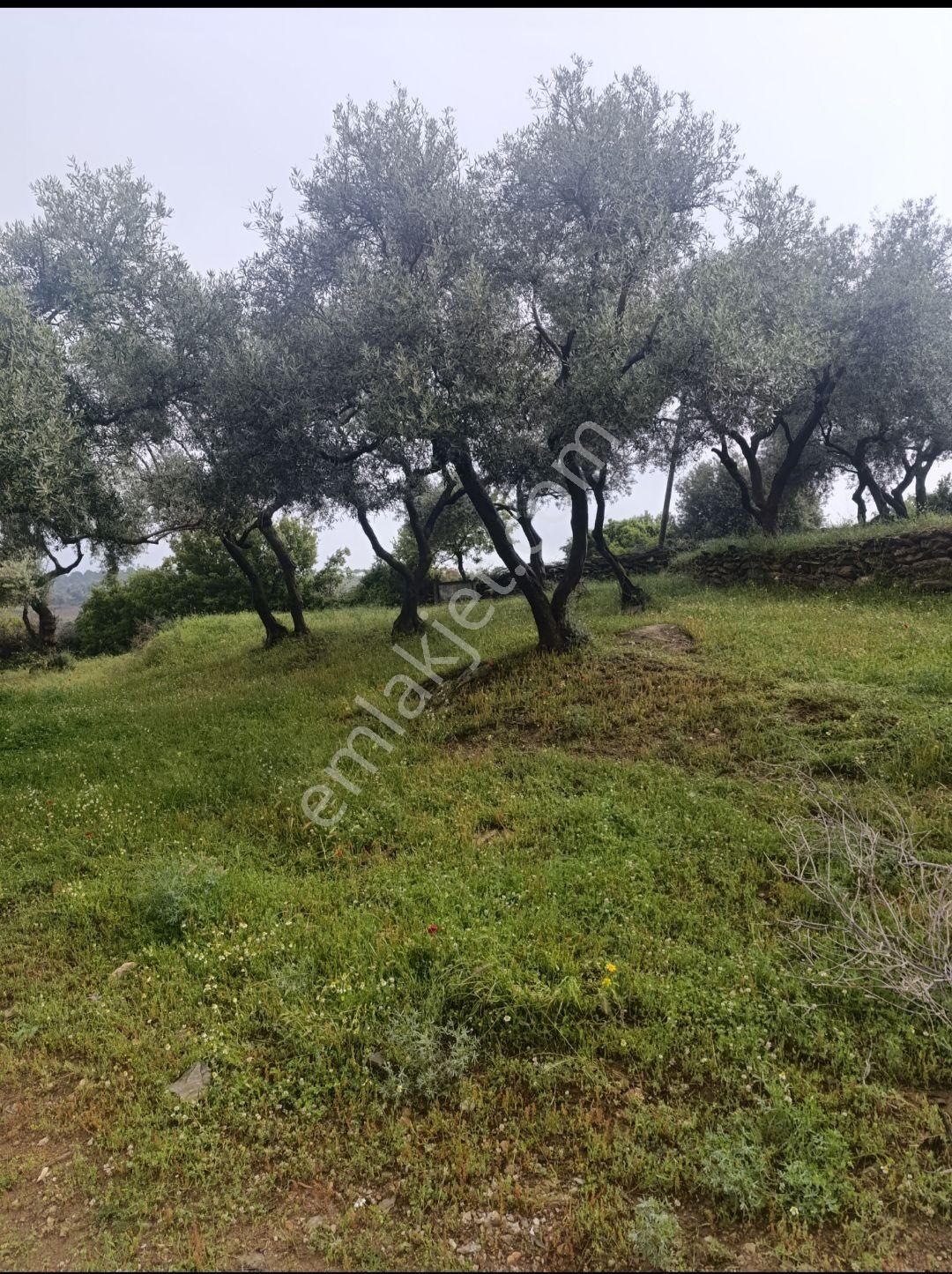 Asfalt Yola Sıfır Tarla Ve Zeytinlik - Görsel 6