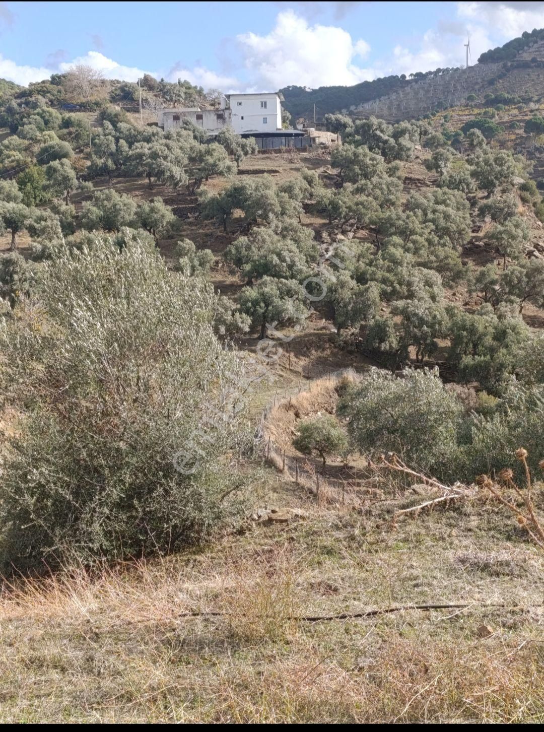 Asfalt Yola Sıfır Tarla Ve Zeytinlik - Görsel 15