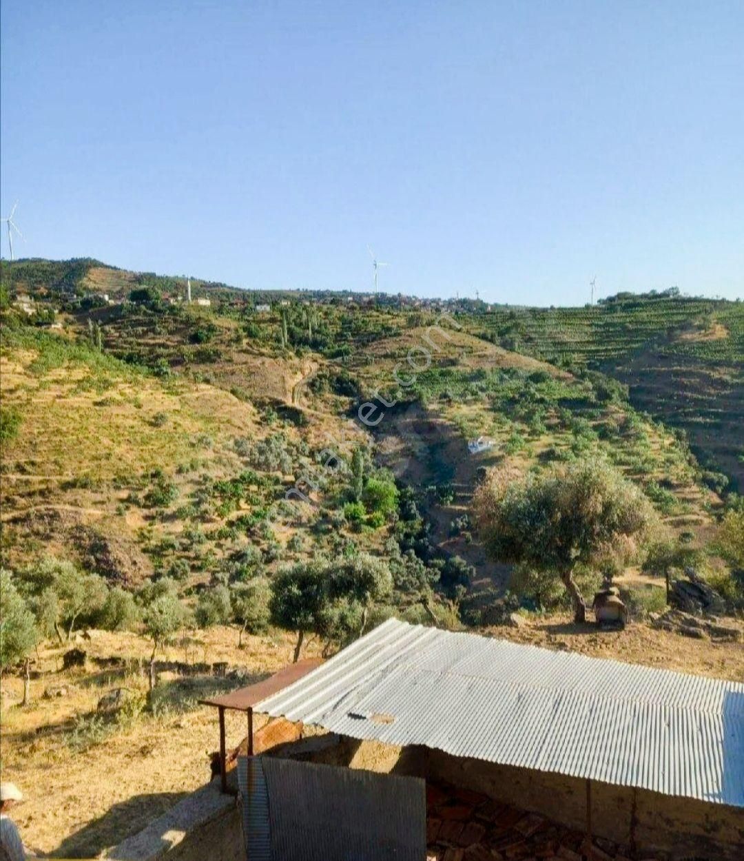 Asfalt Yola Sıfır Tarla Ve Zeytinlik - Görsel 11