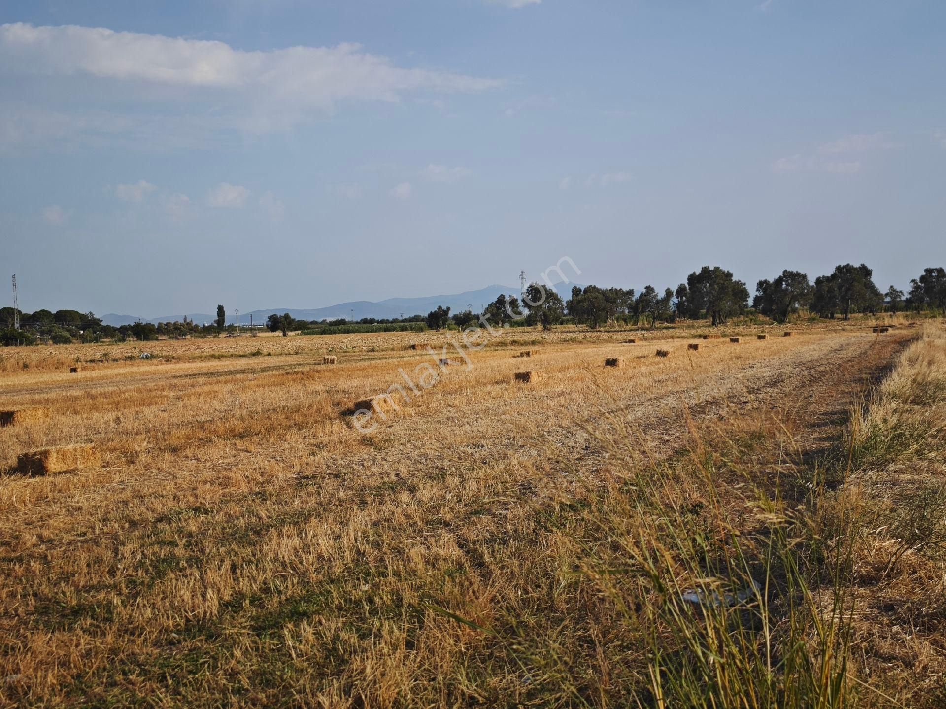 Dikili Ümmetoğlu'ndan Dikili Bahçeli'köyünde Yatırımlık Verimli Toprak Tarla - Görsel 14