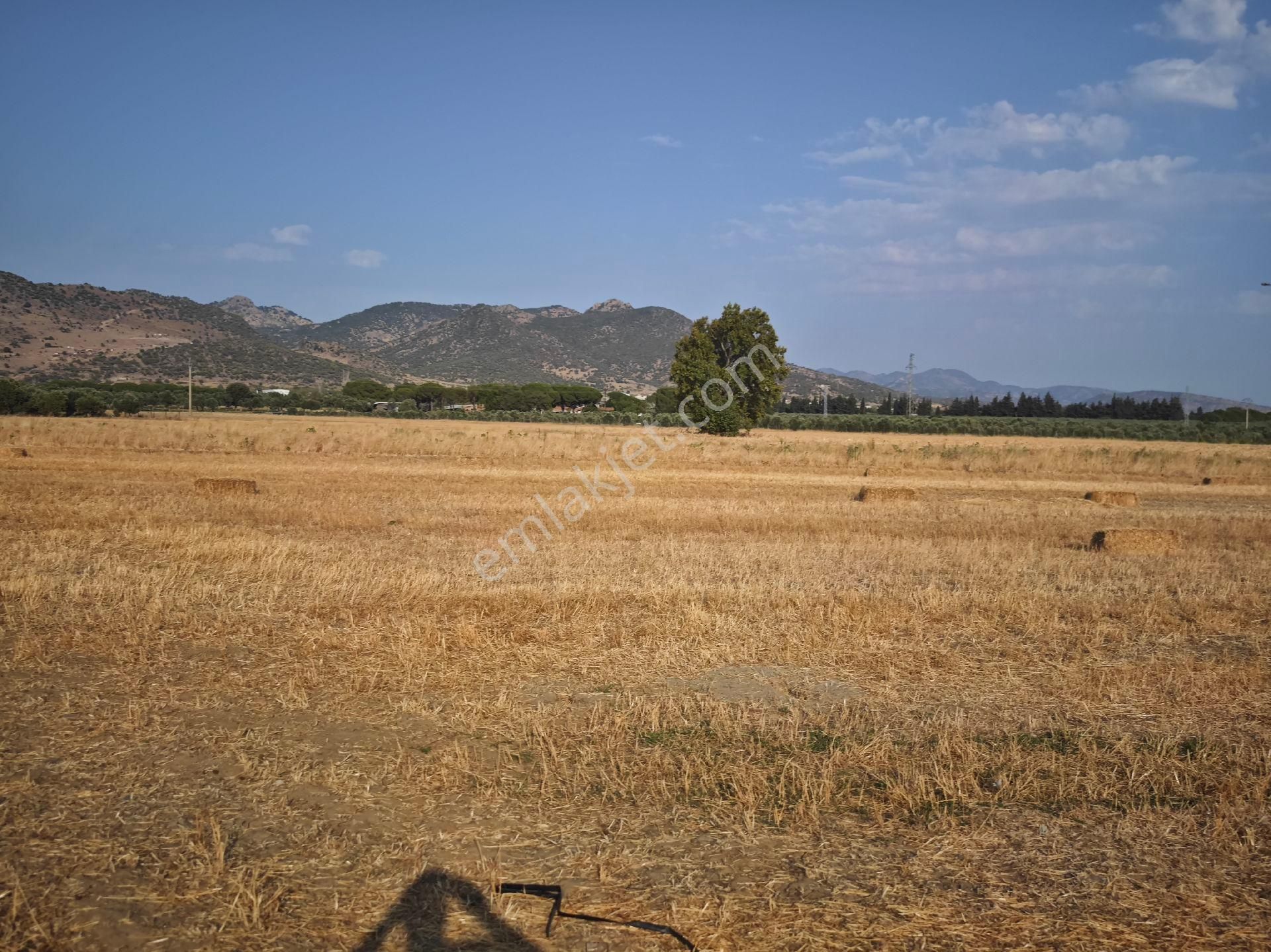 Dikili Ümmetoğlu'ndan Dikili Bahçeli'köyünde Yatırımlık Verimli Toprak Tarla - Görsel 12