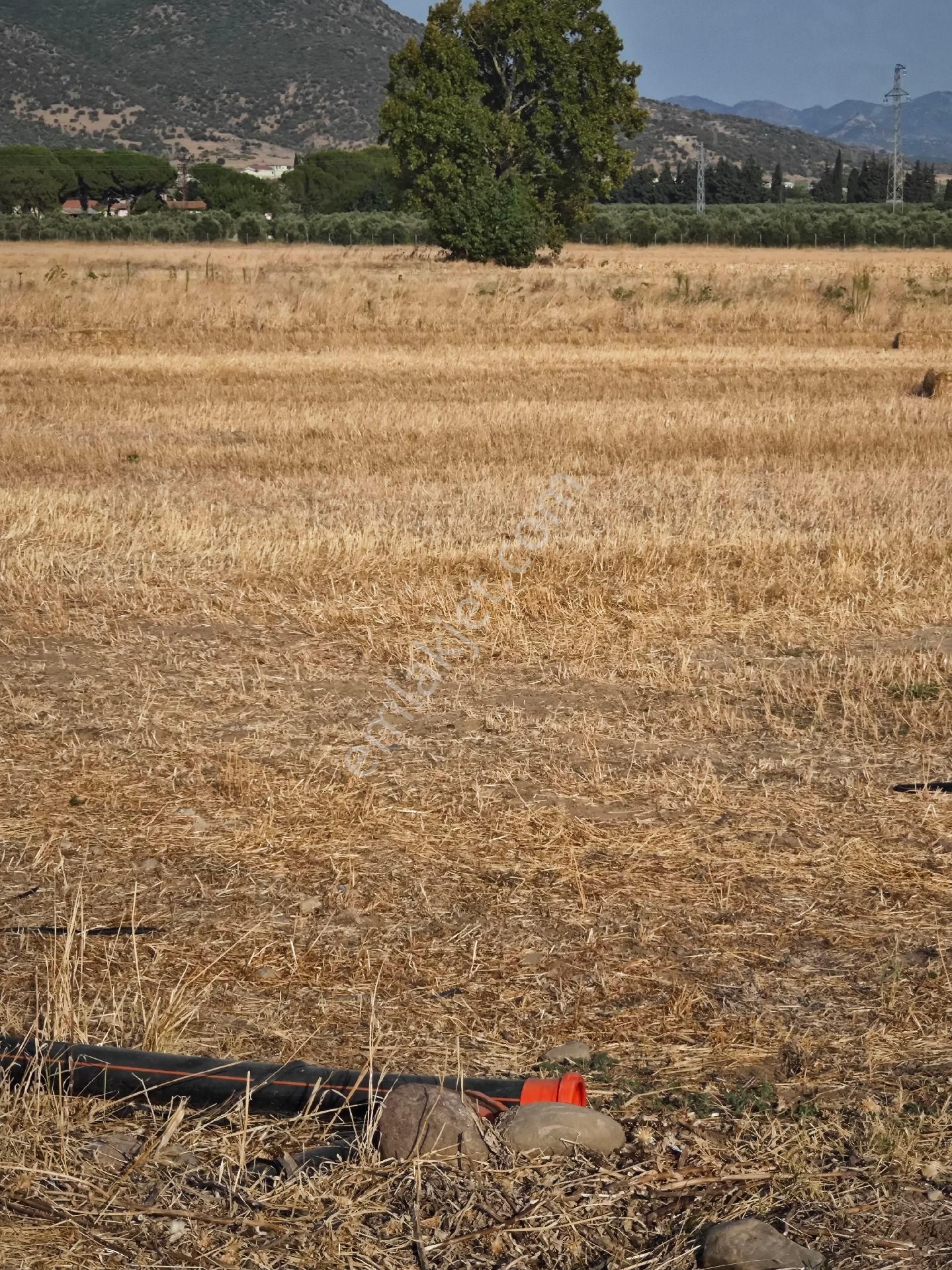 Dikili Ümmetoğlu'ndan Dikili Bahçeli'köyünde Yatırımlık Verimli Toprak Tarla - Görsel 34
