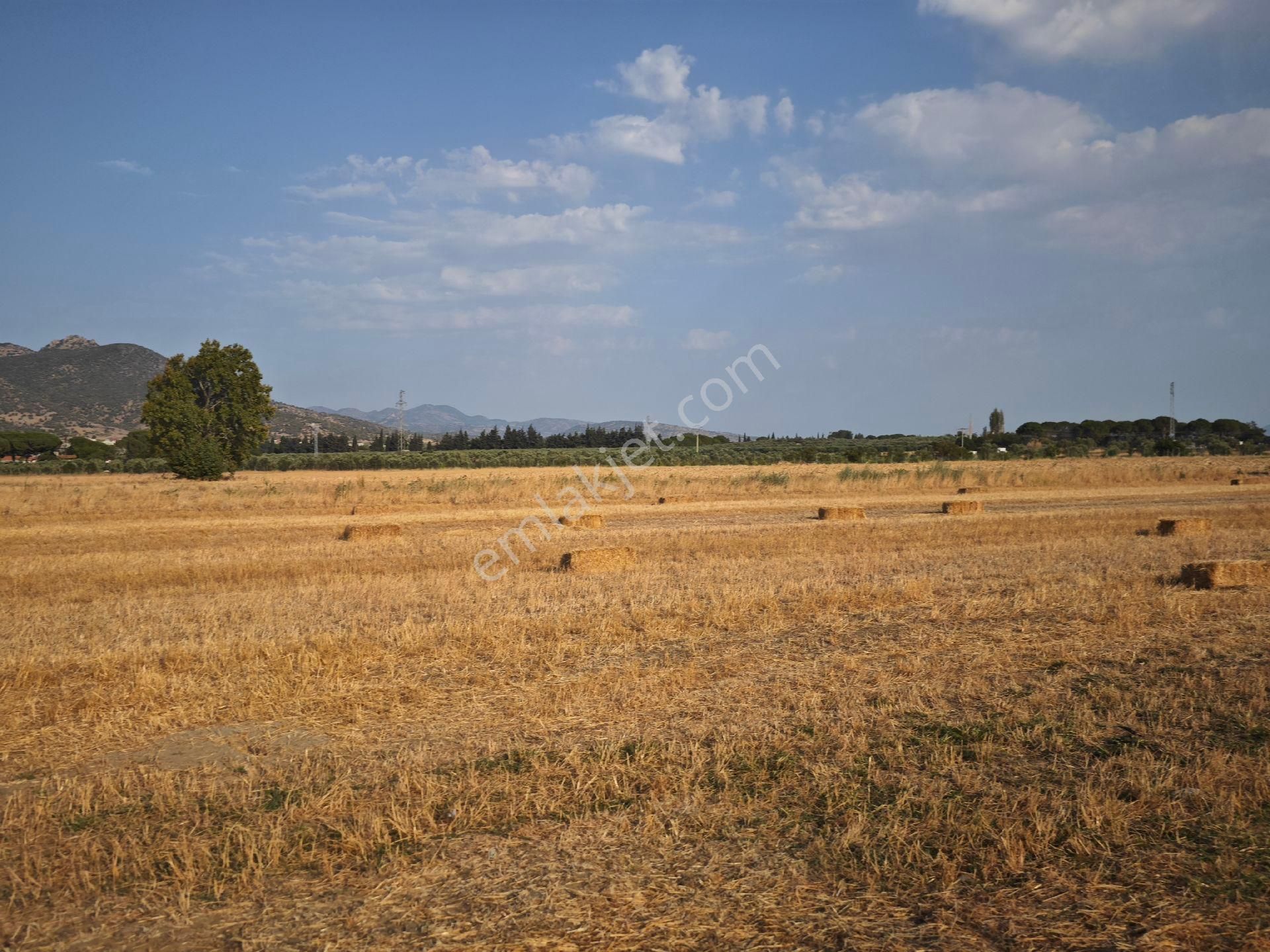 Dikili Ümmetoğlu'ndan Dikili Bahçeli'köyünde Yatırımlık Verimli Toprak Tarla - Görsel 7