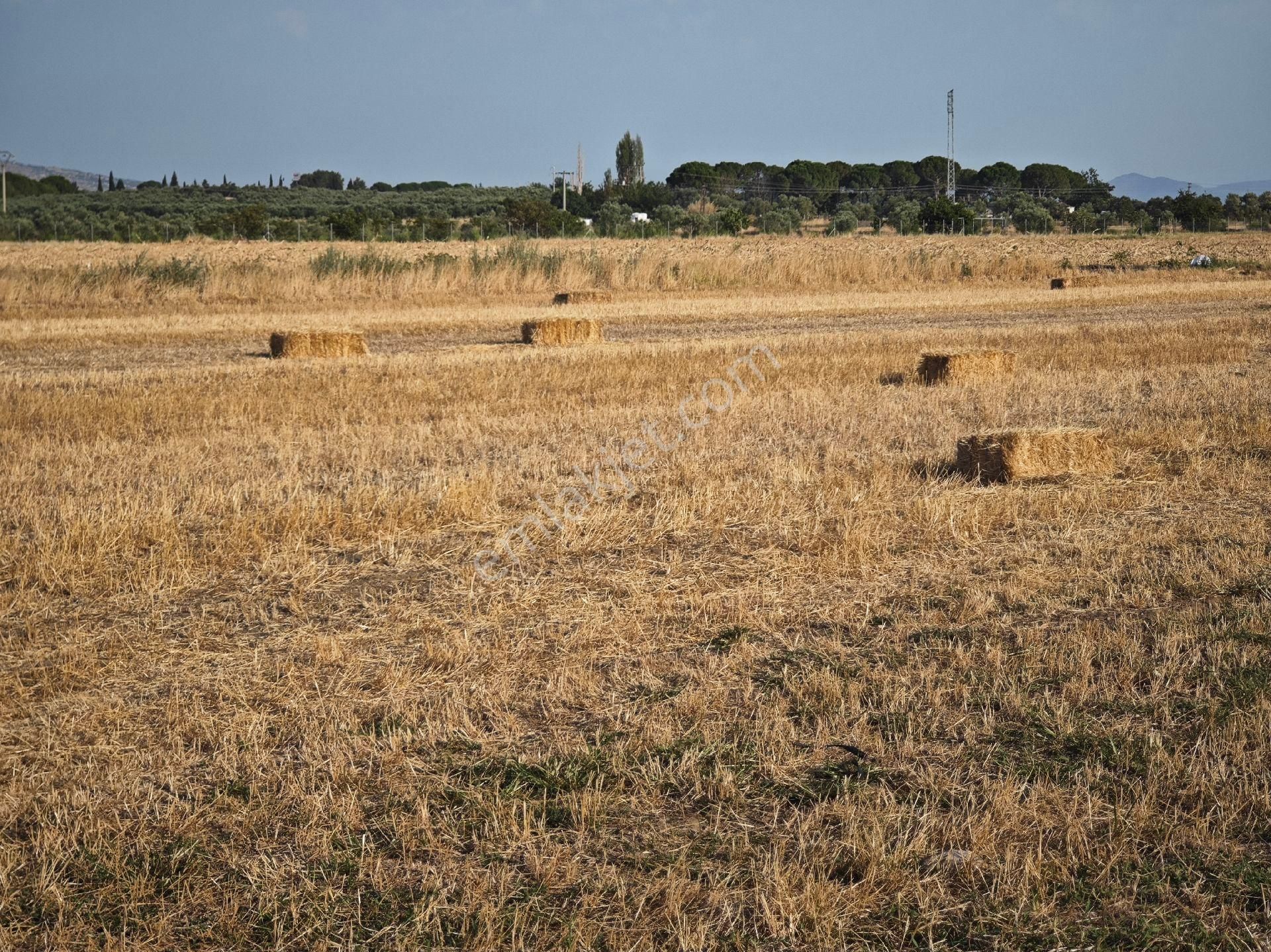 Dikili Ümmetoğlu'ndan Dikili Bahçeli'köyünde Yatırımlık Verimli Toprak Tarla - Görsel 17
