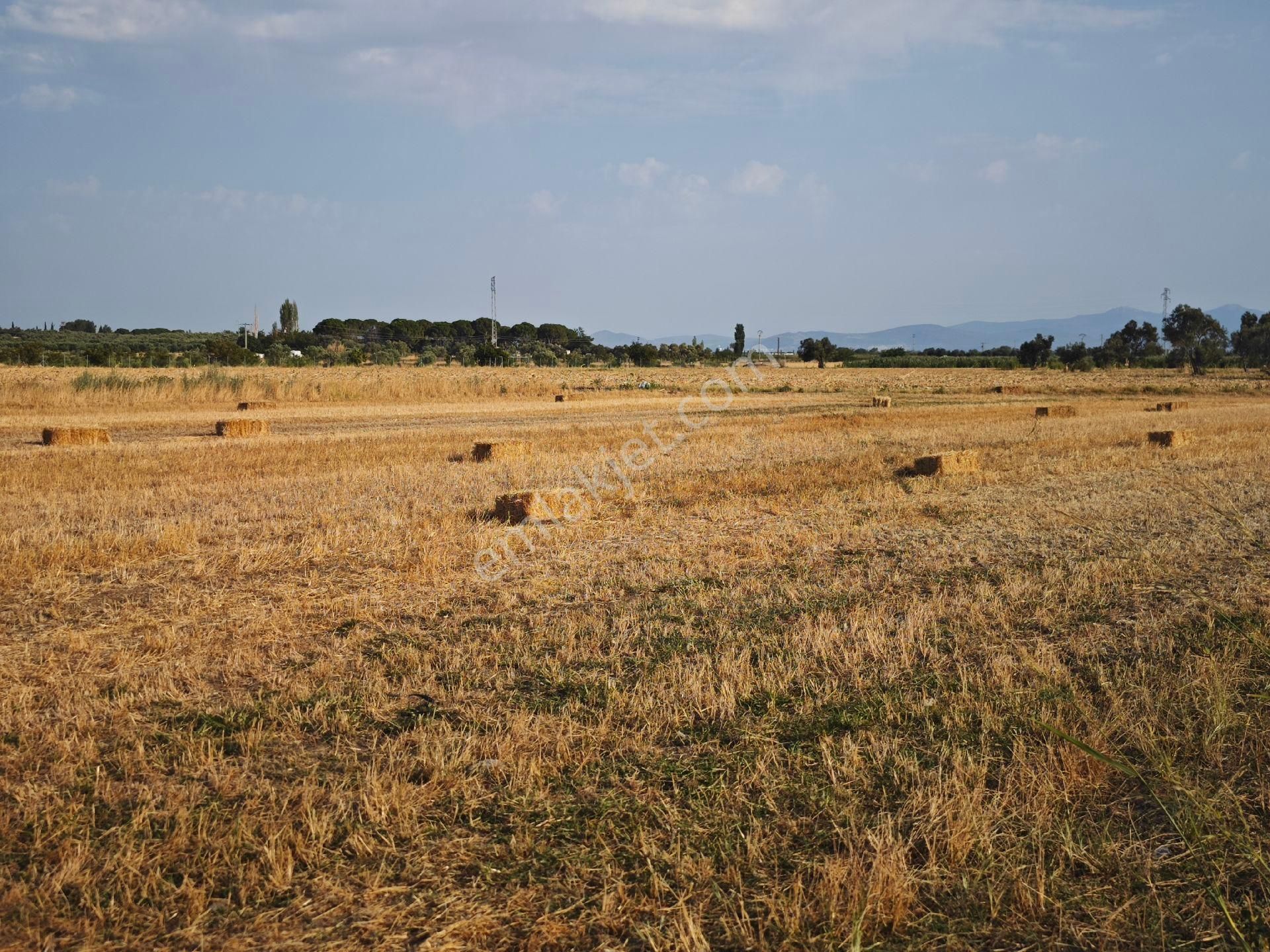 Dikili Ümmetoğlu'ndan Dikili Bahçeli'köyünde Yatırımlık Verimli Toprak Tarla - Görsel 15