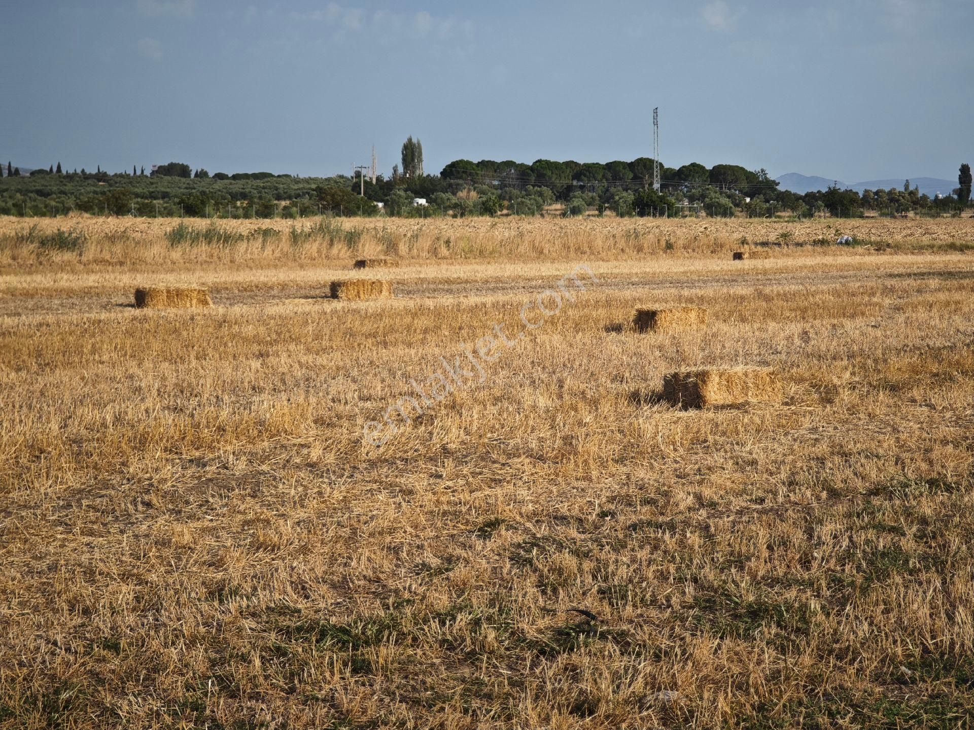 Dikili Ümmetoğlu'ndan Dikili Bahçeli'köyünde Yatırımlık Verimli Toprak Tarla - Görsel 33