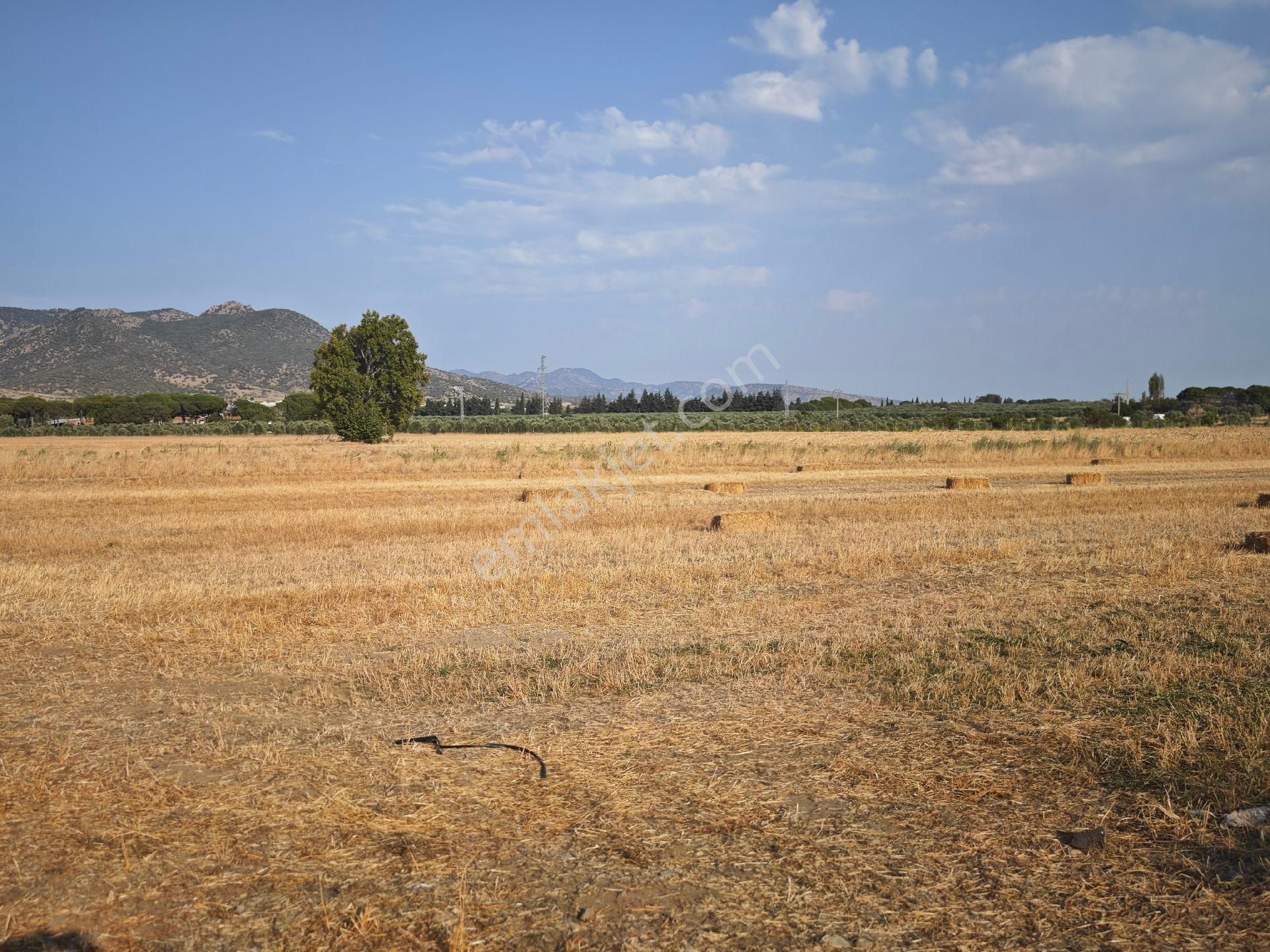 Dikili Ümmetoğlu'ndan Dikili Bahçeli'köyünde Yatırımlık Verimli Toprak Tarla - Görsel 8