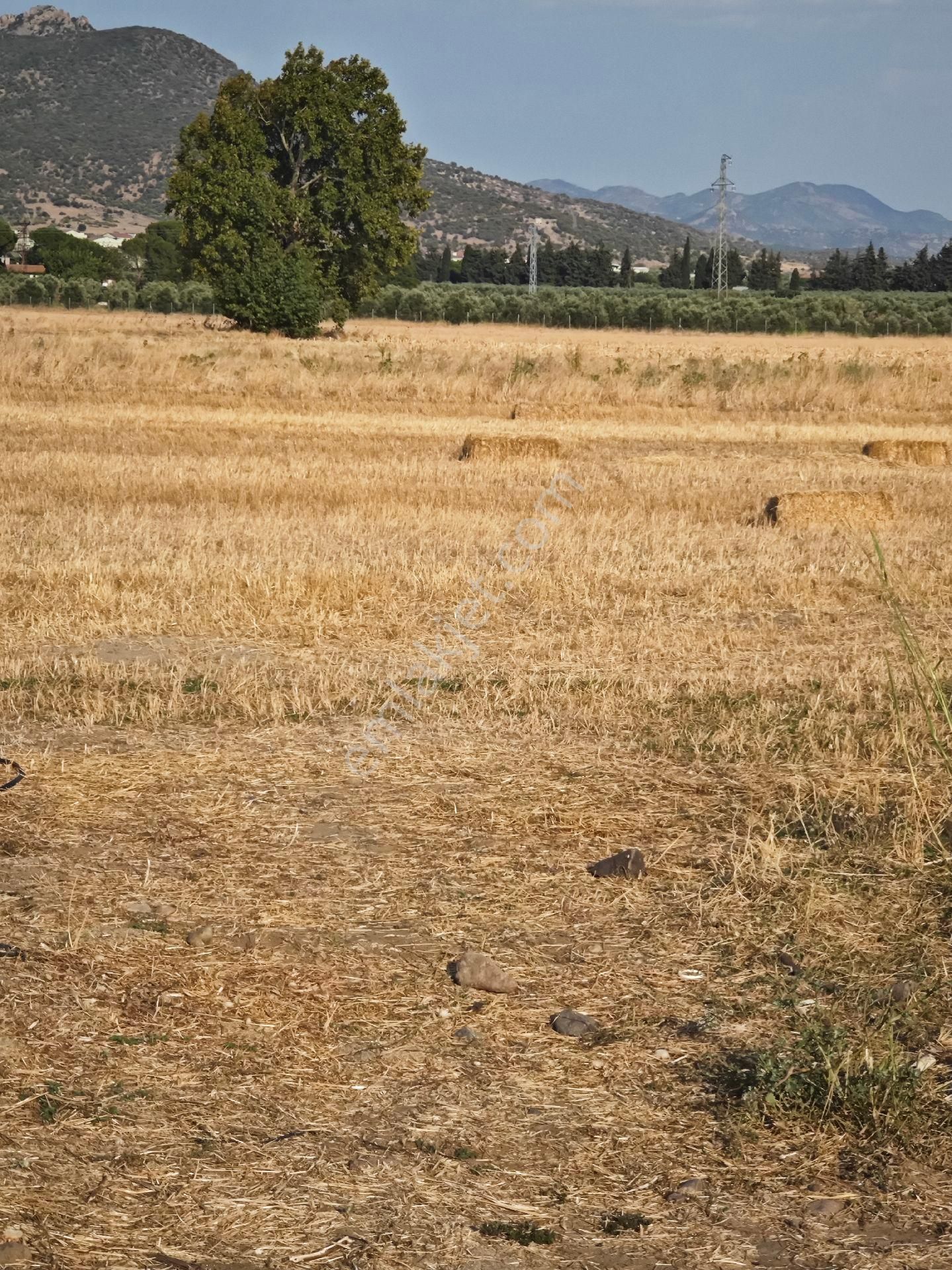 Dikili Ümmetoğlu'ndan Dikili Bahçeli'köyünde Yatırımlık Verimli Toprak Tarla - Görsel 2
