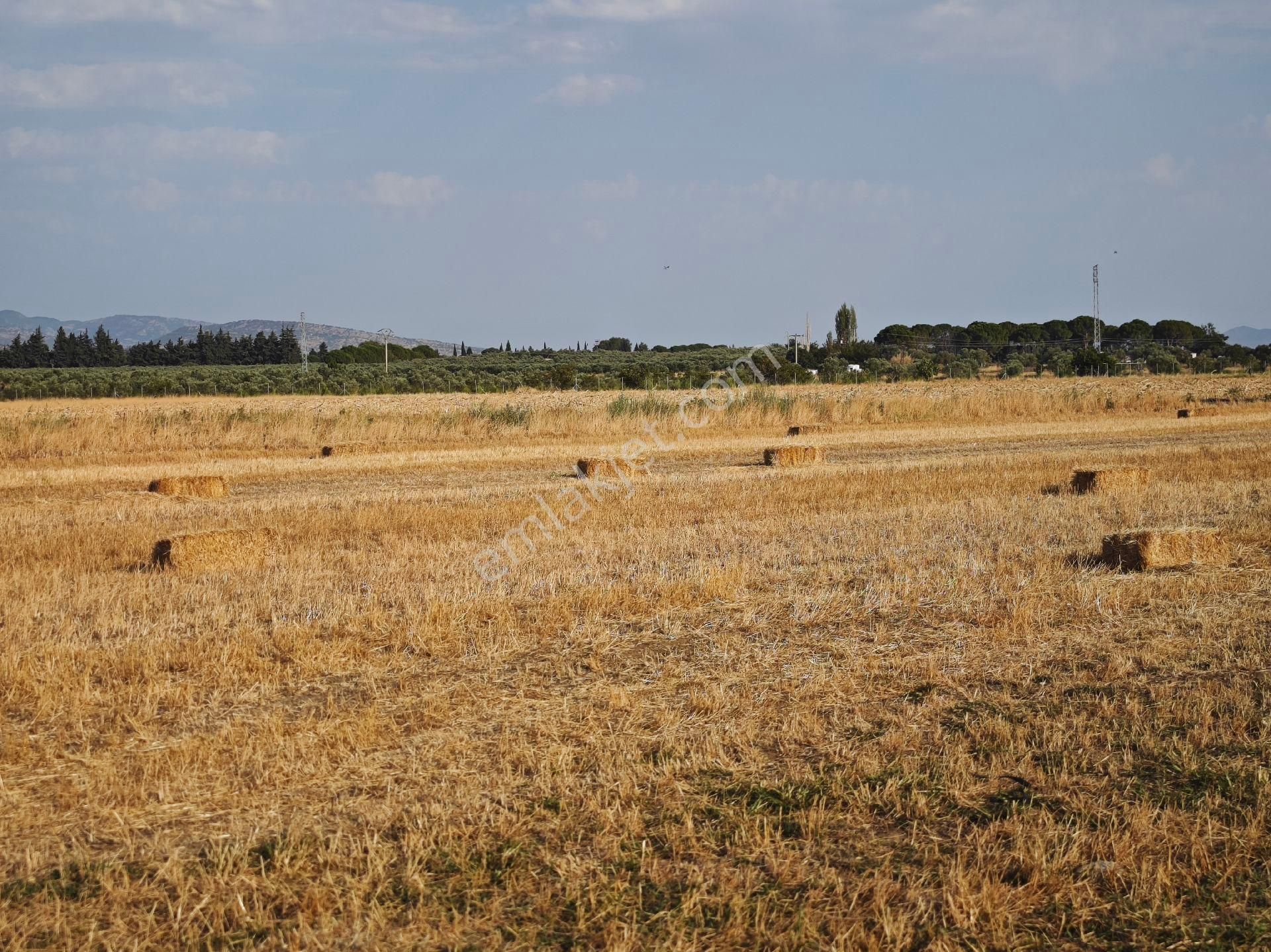Dikili Ümmetoğlu'ndan Dikili Bahçeli'köyünde Yatırımlık Verimli Toprak Tarla - Görsel 22