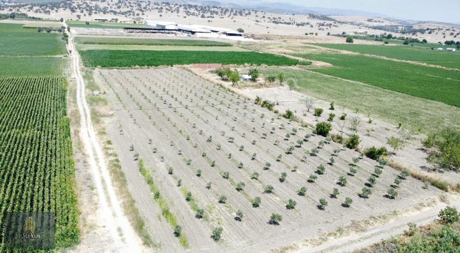 Kale Gayrimenkulden Ferizler Mah Satılık 6.700m2 Zeytinlik - Görsel 3