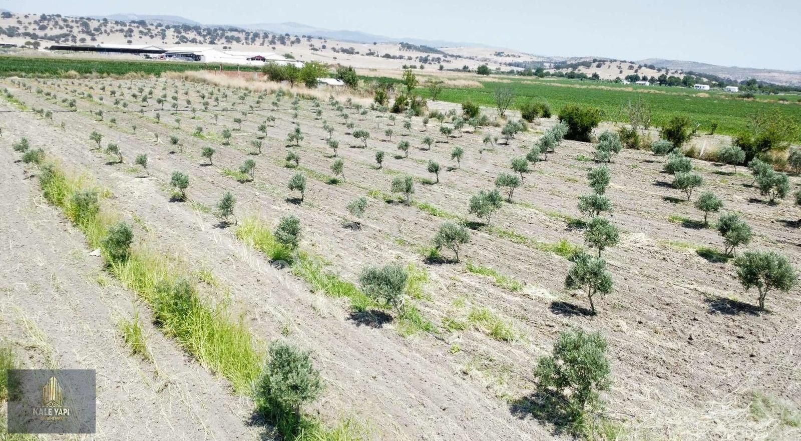 Kale Gayrimenkulden Ferizler Mah Satılık 6.700m2 Zeytinlik - Görsel 2