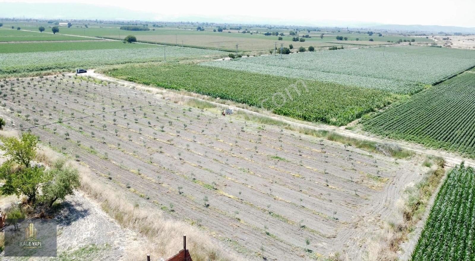 Kale Gayrimenkulden Ferizler Mah Satılık 6.700m2 Zeytinlik - Görsel 4