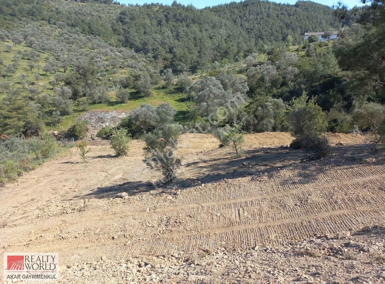 Rw Akar'dan Orhanlı Da Zeytin Ağaçlı Tarla Vasfında Arazi - Görsel 7