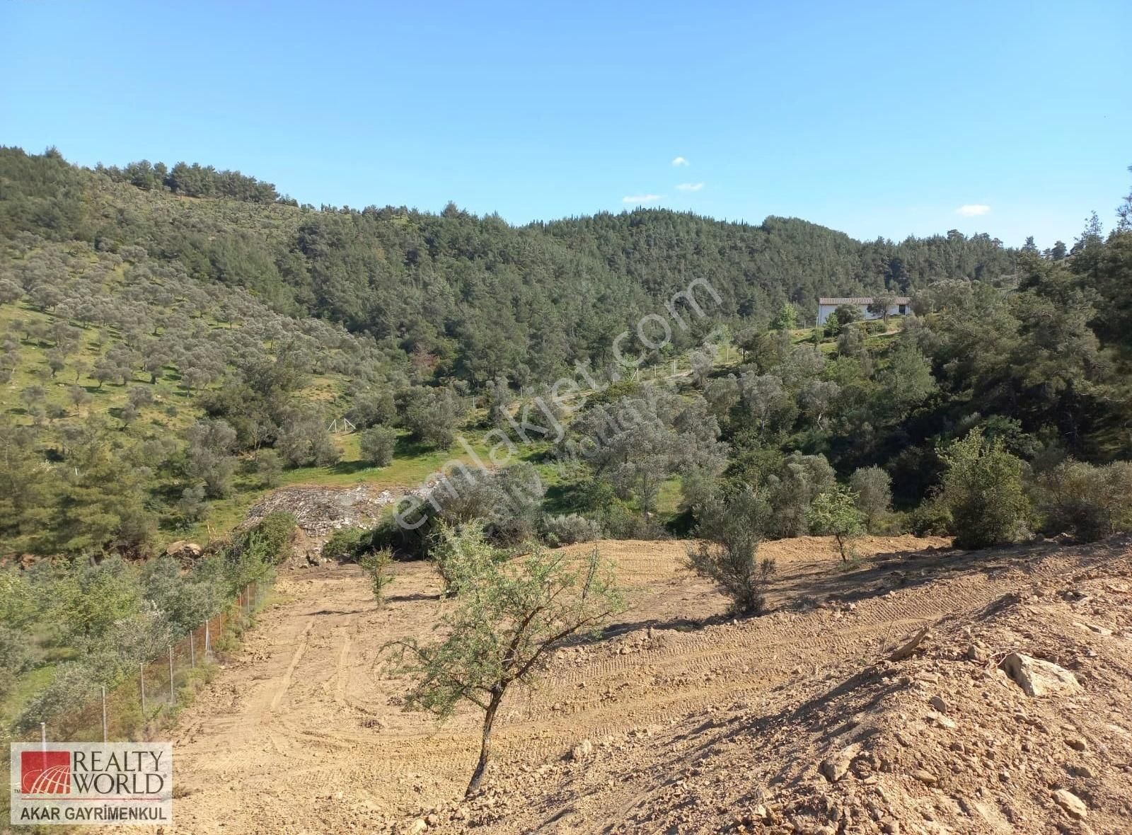 Rw Akar'dan Orhanlı Da Zeytin Ağaçlı Tarla Vasfında Arazi - Görsel 6